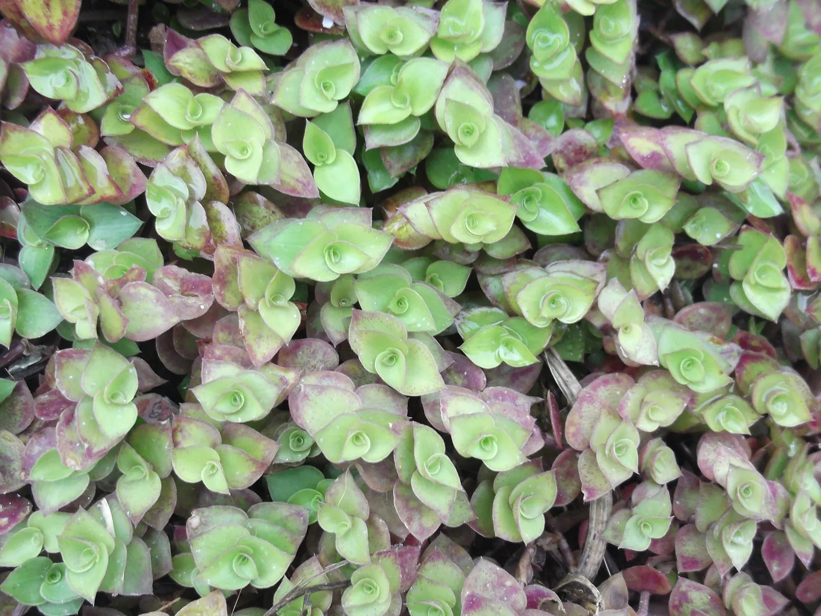 Inch Plant (Tradescantia Zebrina) — Ideal for hanging baskets and ground cover in USDA zones 8-12; its vibrant foliage provides a stunning contrast, image 42