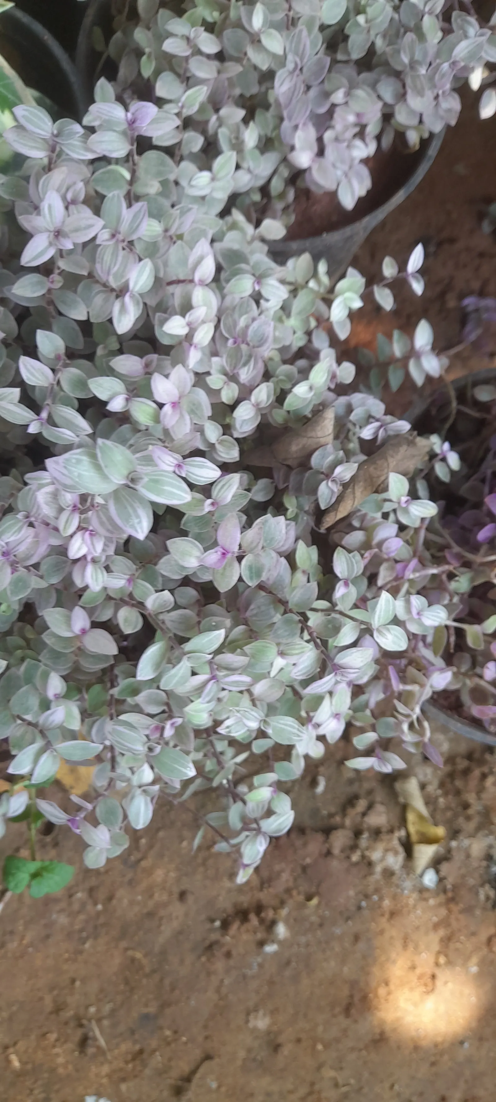 Inch Plant (Tradescantia Zebrina) — making it an eye-catching addition to any design; it requires well-drained soil and consistent moisture, image 50