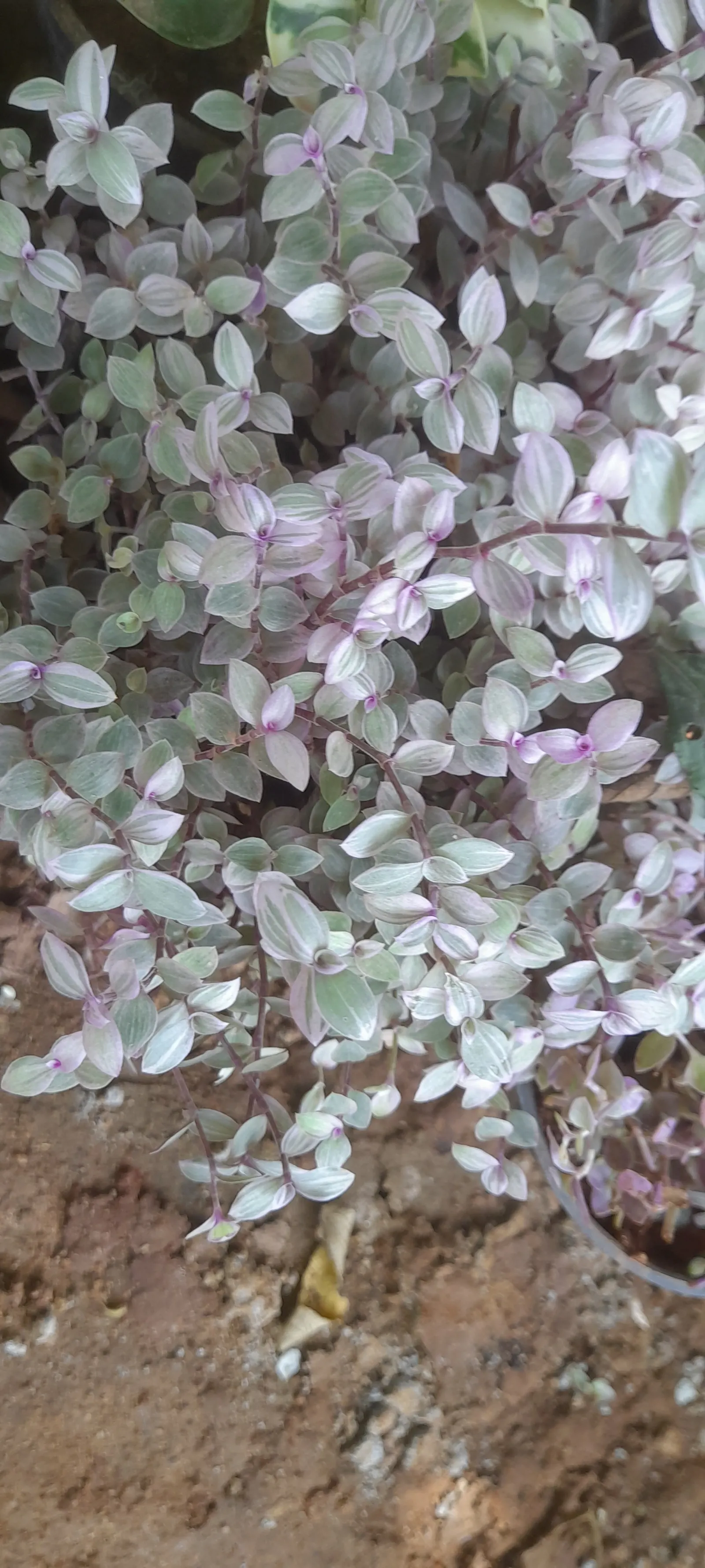 Inch Plant (Tradescantia Zebrina) — The soil should retain moisture but also drain well; ground cover for full or half or shade, image 52