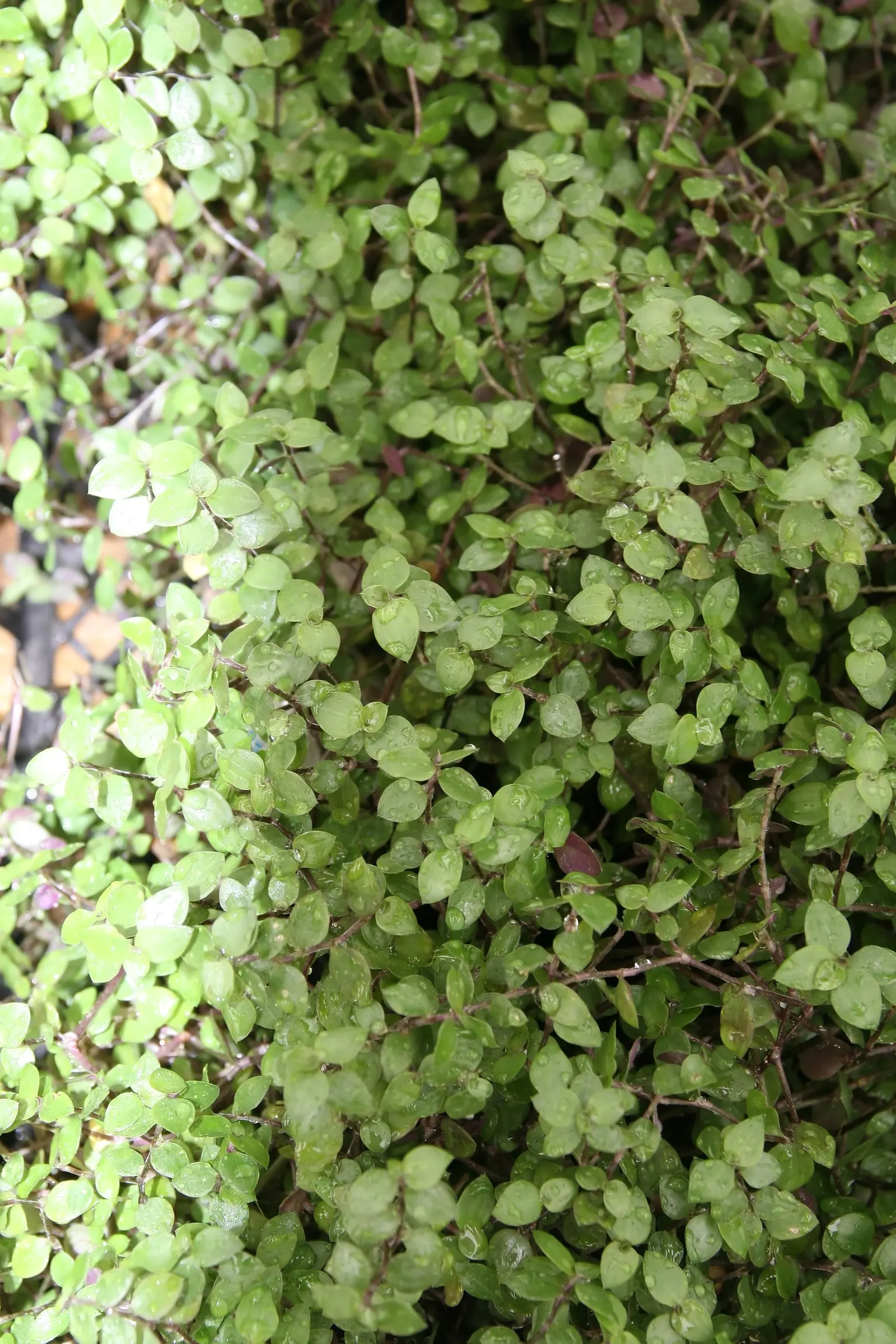 Inch Plant (Tradescantia Zebrina) — <br><br>Its foliage is a show-stopper; with a zebra-like pattern; minimum maintenance is required for this species