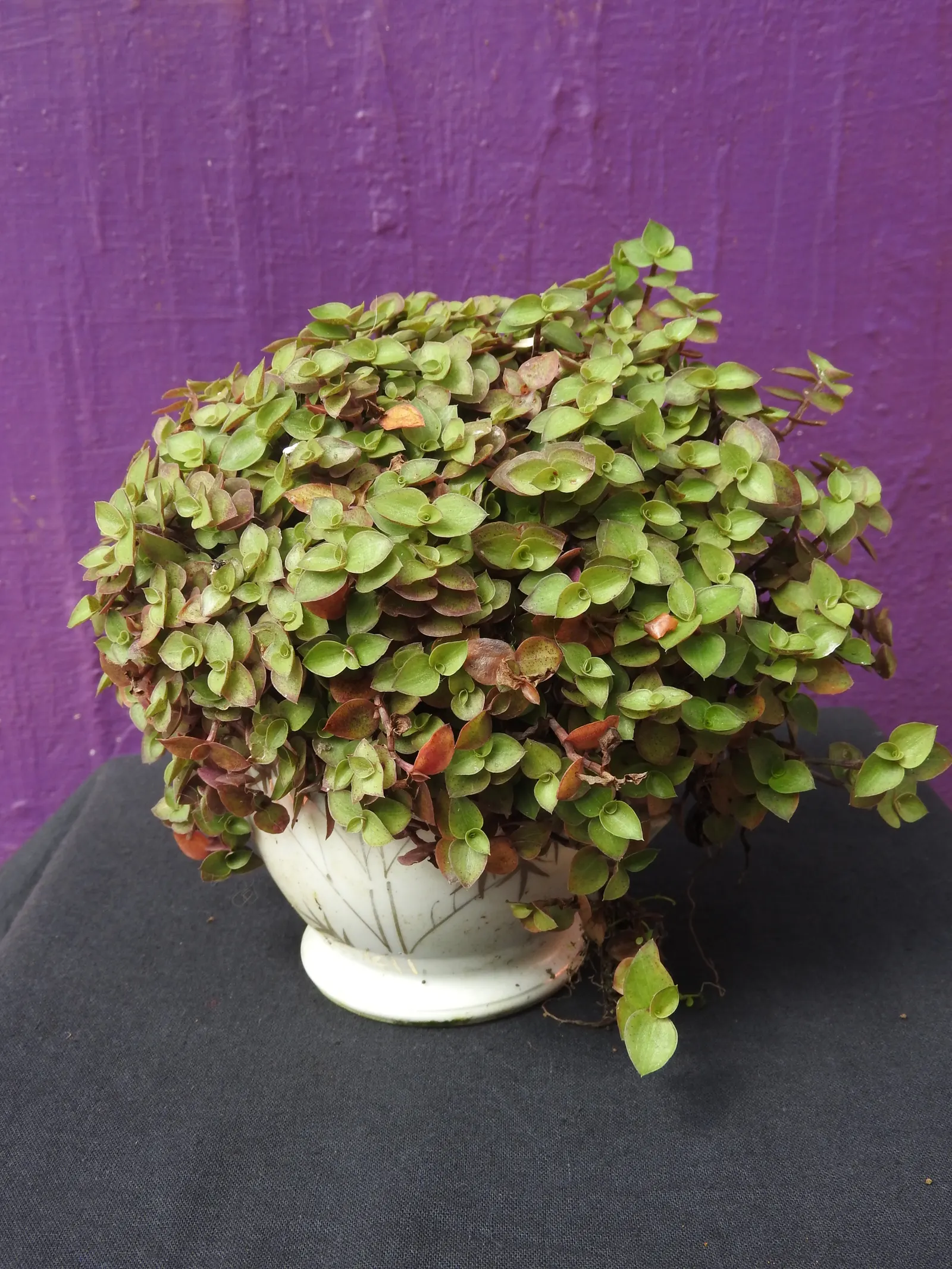 Inch Plant (Tradescantia Zebrina) — it requires well-drained soil and consistent moisture; <br><br>The Inch Plant thrives in hardiness zones 9 to 11, image 43