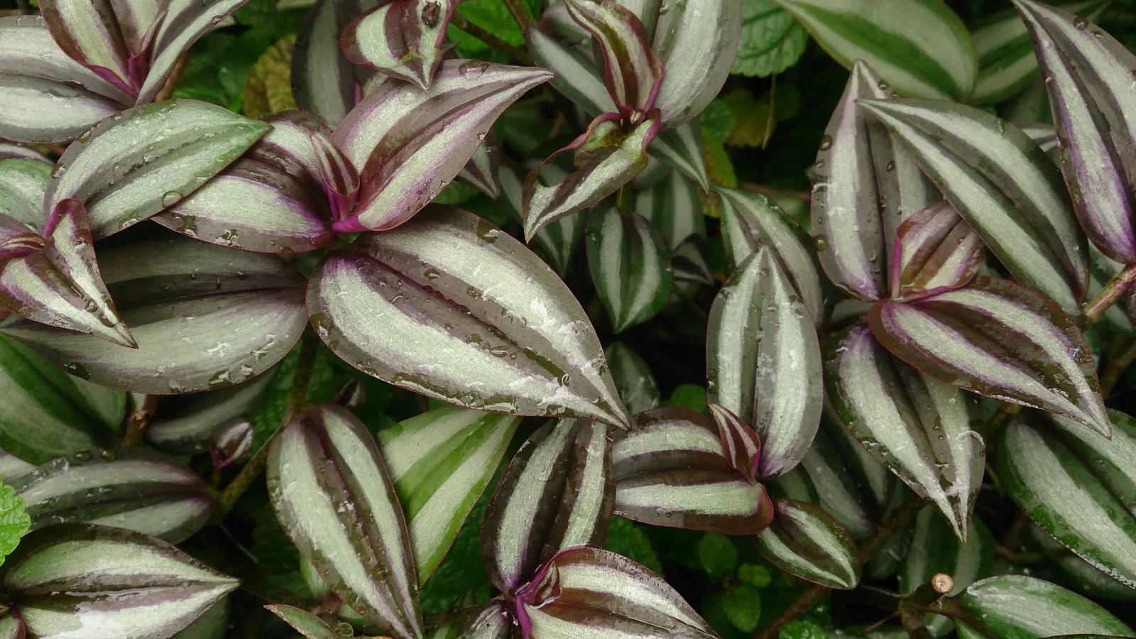Inch Plant (Tradescantia Zebrina) — thriving in partial shade to full sun; it's essential to consider its placement to prevent unwanted overtaking, image 60