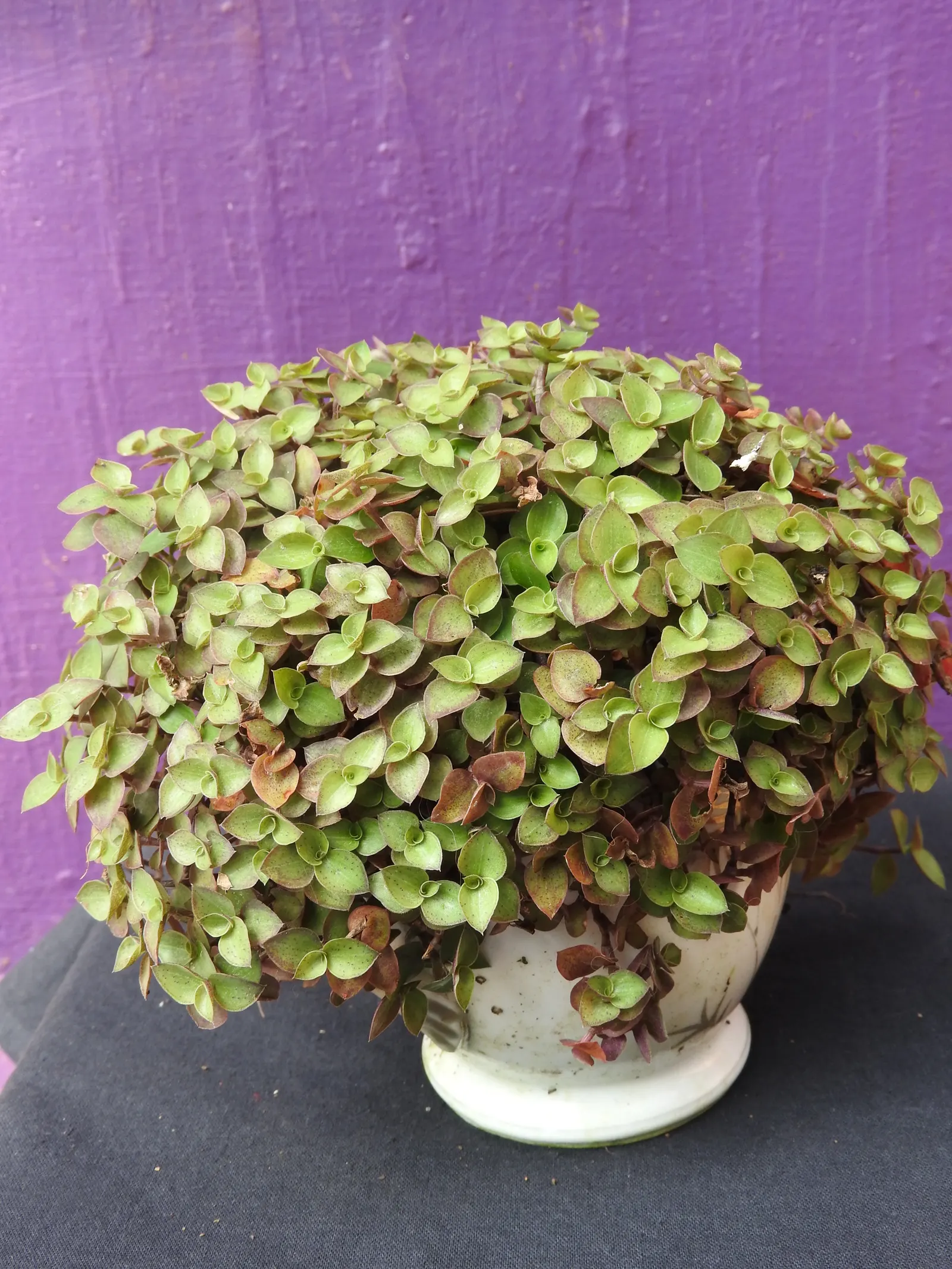 Inch Plant (Tradescantia Zebrina) — commonly known as the Inch Plant or Wandering Jew; <br><br>Its foliage is a show-stopper; with a zebra-like, image 45