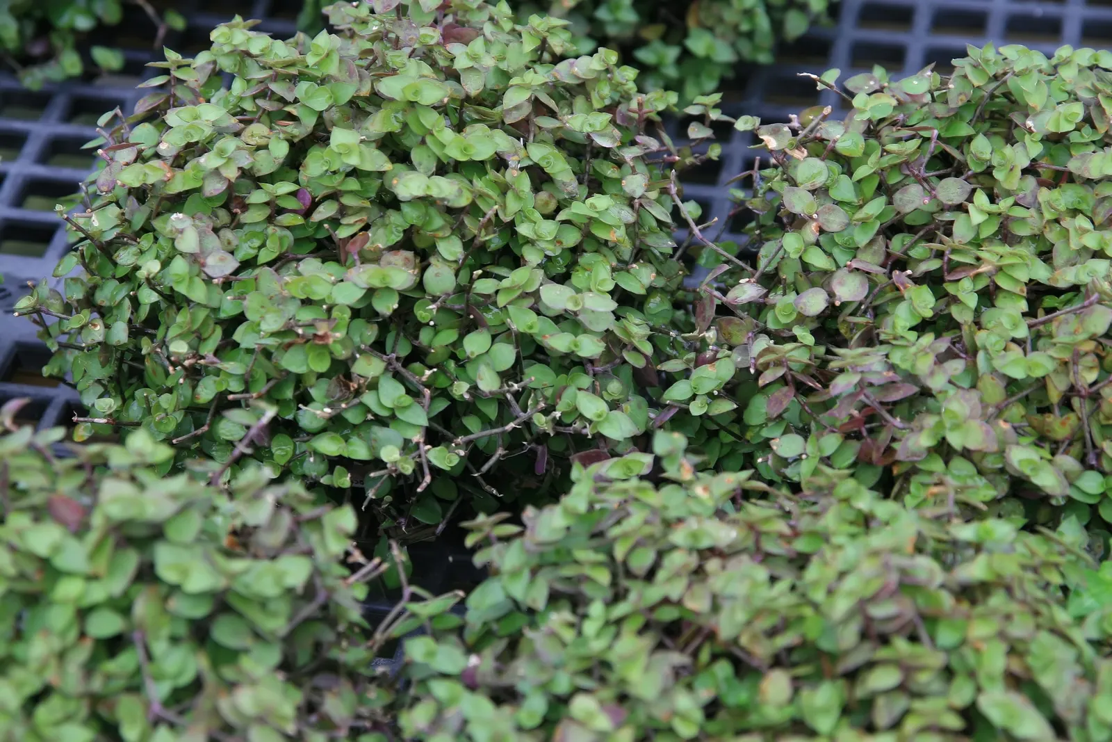 Inch Plant (Tradescantia Zebrina) — and the underside radiates a rich purple tone, image 29