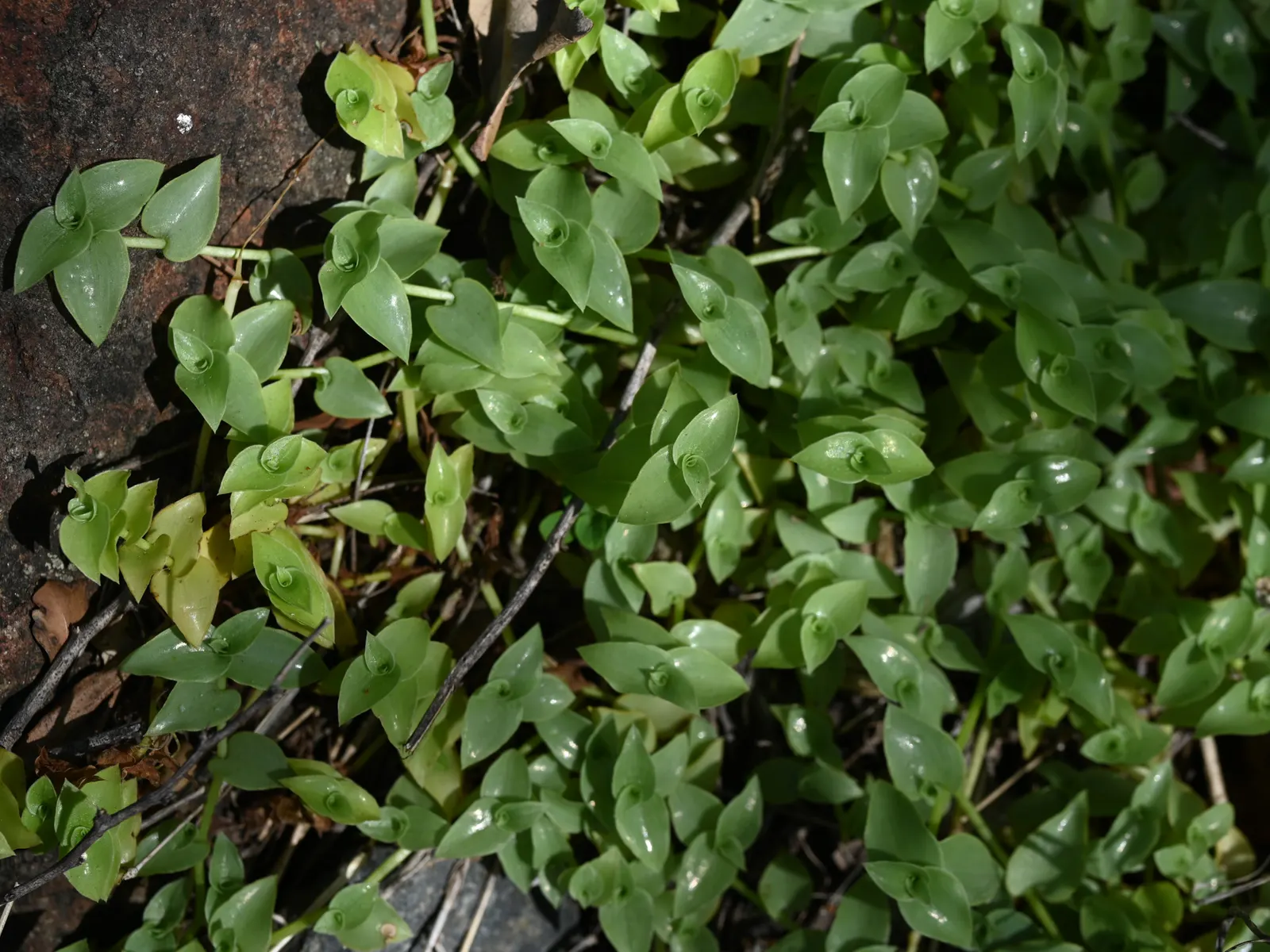 Inch Plant (Tradescantia Zebrina) — This quick-growing perennial reaches 6 inches high and spreads up to 24 inches wide; the plant's elongated, image 40