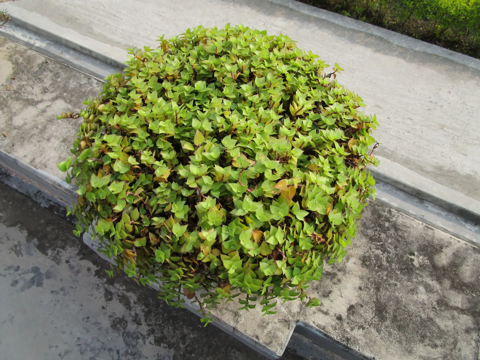 Inch Plant (Tradescantia Zebrina) — The plant's elongated leaves measure approximately 2 to 3 inches in length and 0.75 to 1 inch in width; due to its rapid