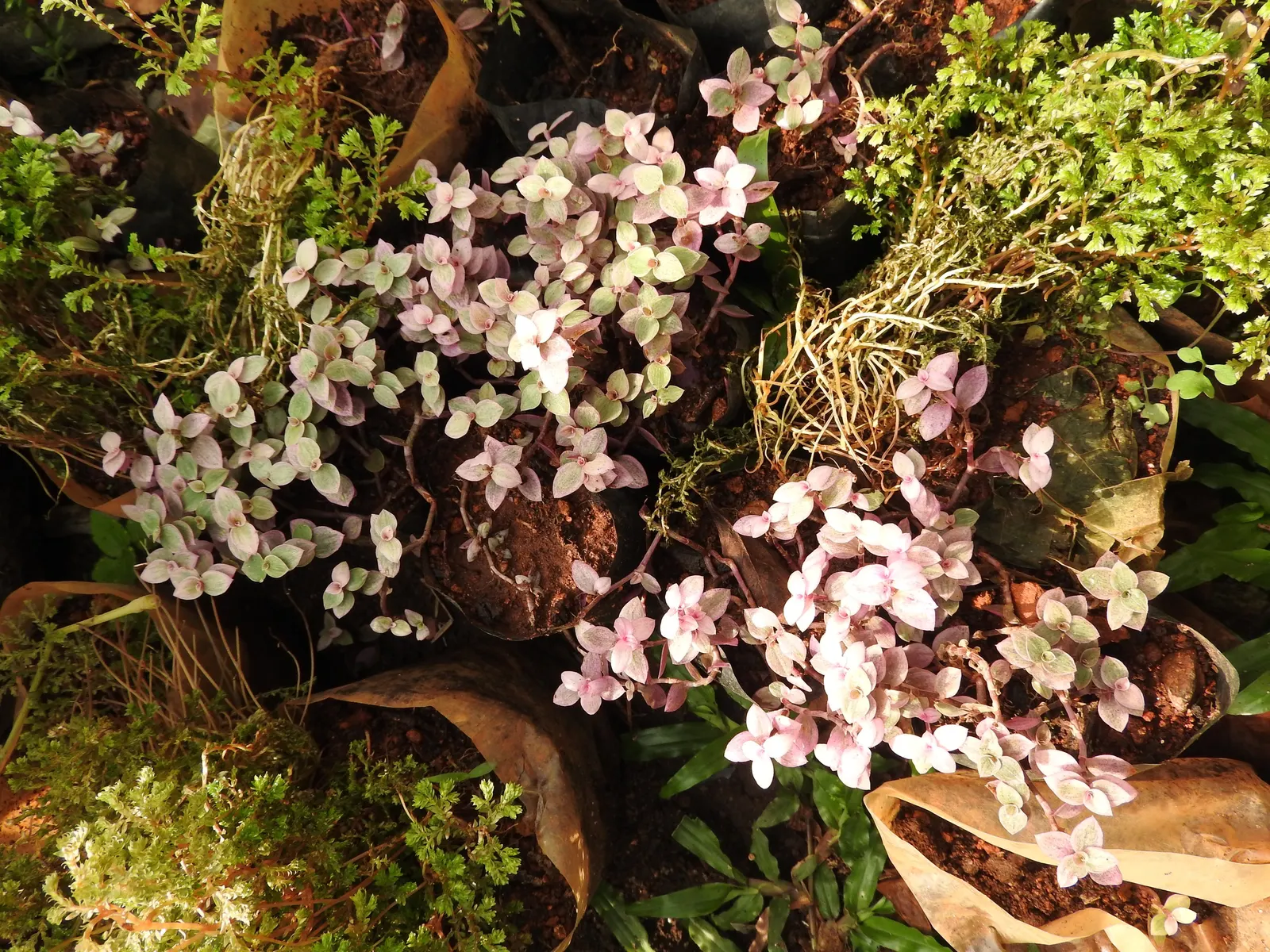 Inch Plant (Tradescantia Zebrina) — and the underside radiates a rich purple tone, image 48