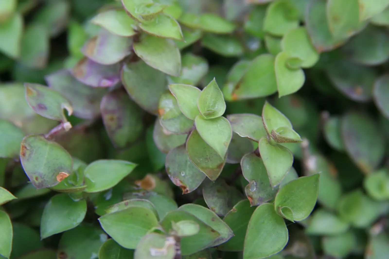 Inch Plant (Tradescantia Zebrina) — the leaves display a shimmering silver midsection lined with deep purple to green edges; thriving in partial shade to full