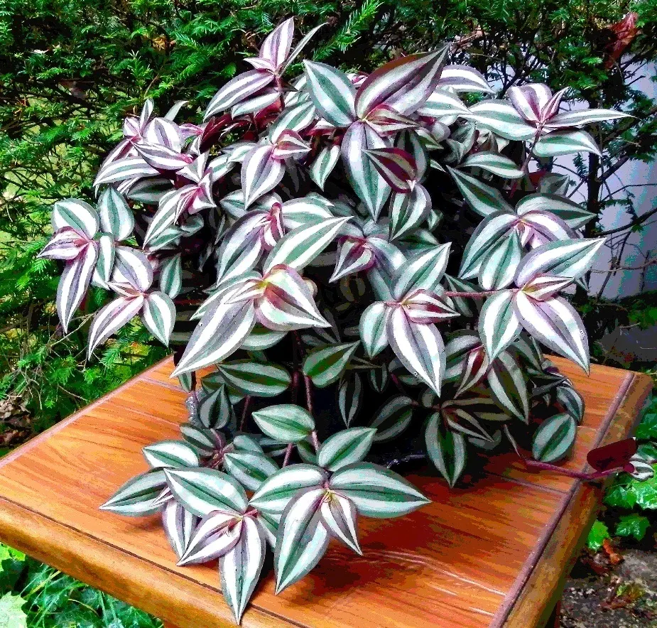 Inch Plant (Tradescantia Zebrina) — This quick-growing perennial reaches 6 inches high and spreads up to 24 inches wide; the plant's elongated, image 59