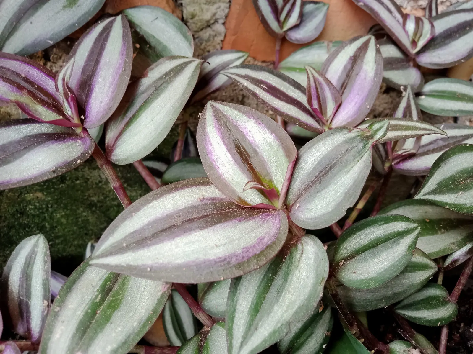 Inch Plant (Tradescantia Zebrina) — features striking lance-shaped leaves with silver stripes and rich purple undersides; ideal for hanging baskets, image 58