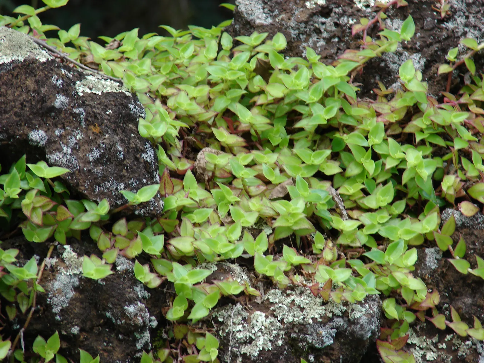 Inch Plant (Tradescantia Zebrina) — The soil should retain moisture but also drain well; ground cover for full or half or shade