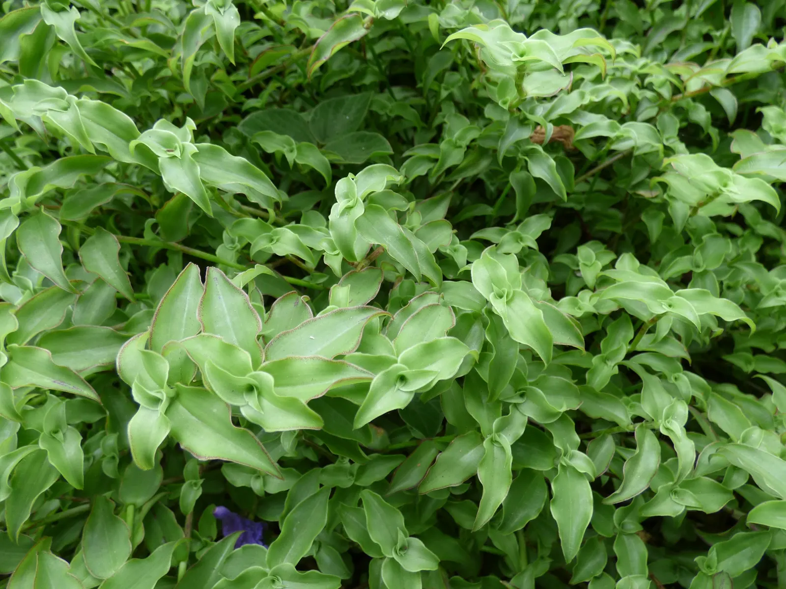 Inch Plant (Tradescantia Zebrina) — This quick-growing perennial reaches 6 inches high and spreads up to 24 inches wide; the plant's elongated leaves measure