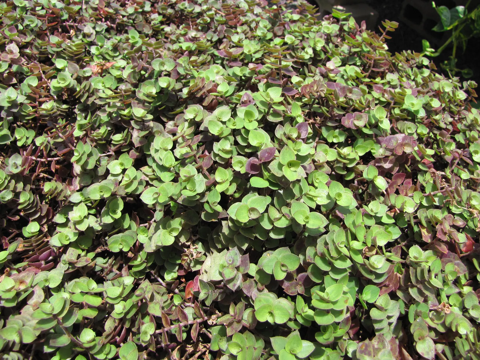 Inch Plant (Tradescantia Zebrina) — <br><br>Its foliage is a show-stopper; with a zebra-like pattern