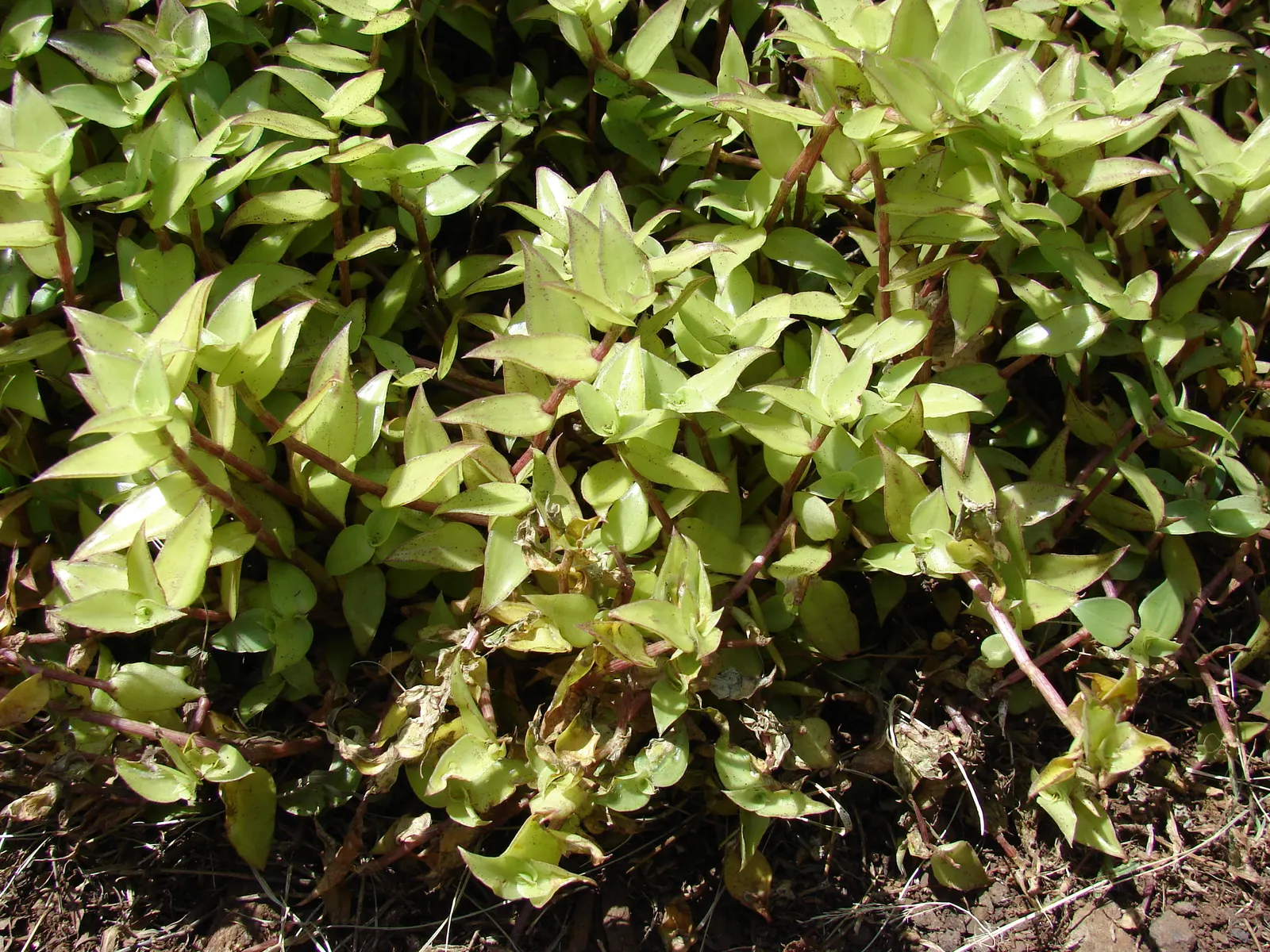 Inch Plant (Tradescantia Zebrina) — it requires well-drained soil and consistent moisture; <br><br>The Inch Plant thrives in hardiness zones 9 to 11