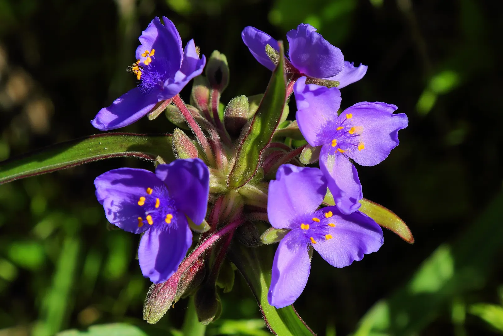 Inch Plant (Tradescantia Zebrina) — ground cover for full or half or shade; though regular trimming may be necessary to maintain its shape and, image 57