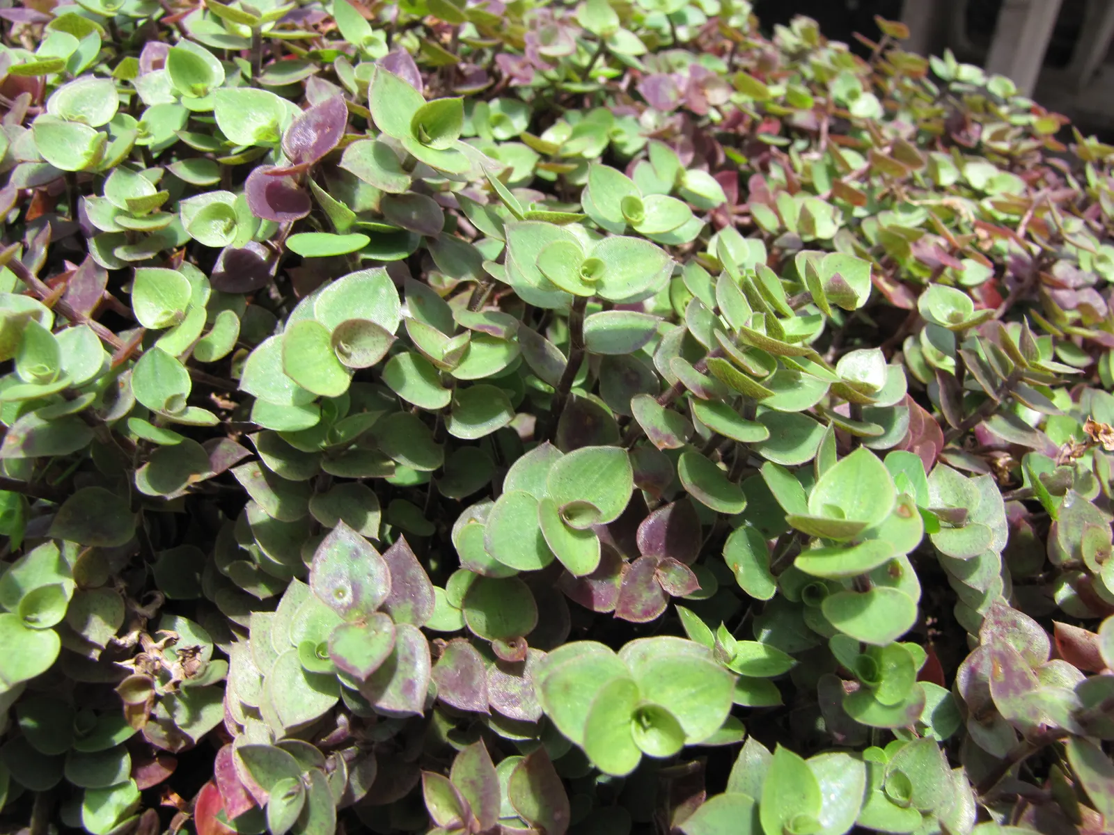 Inch Plant (Tradescantia Zebrina) — making it an eye-catching addition to any design