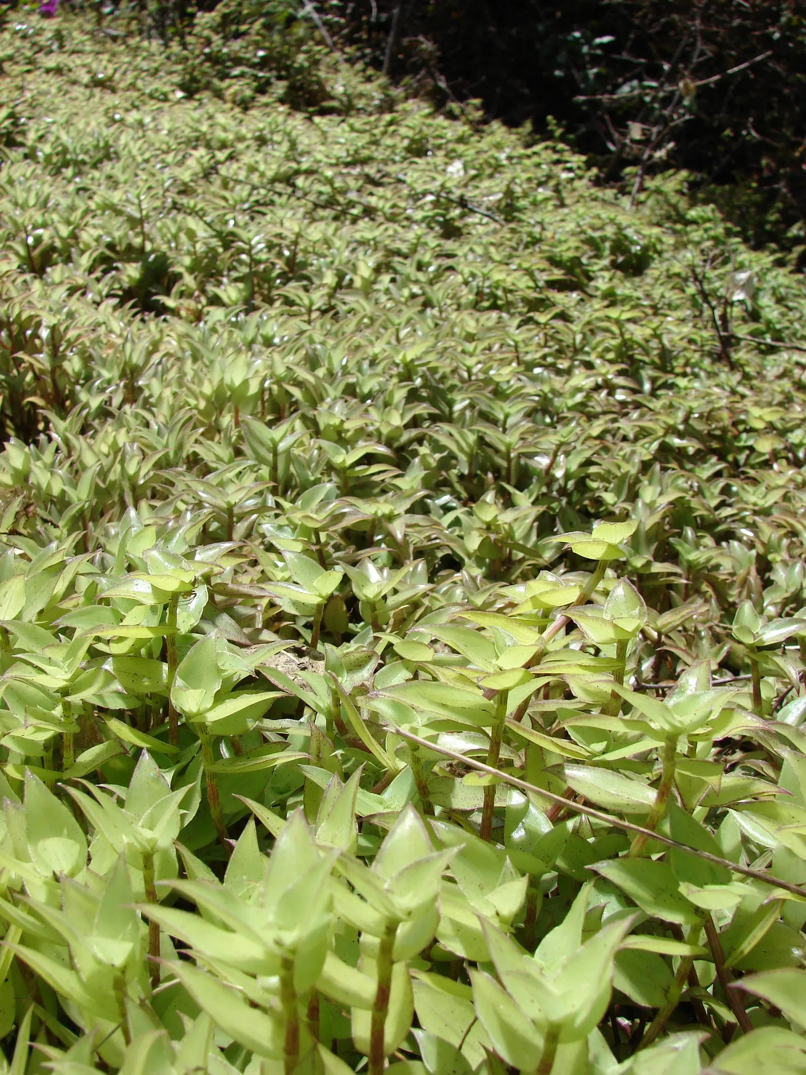 Inch Plant (Tradescantia Zebrina) — Ideal for hanging baskets and ground cover in USDA zones 8-12; its vibrant foliage provides a stunning contrast in mixed
