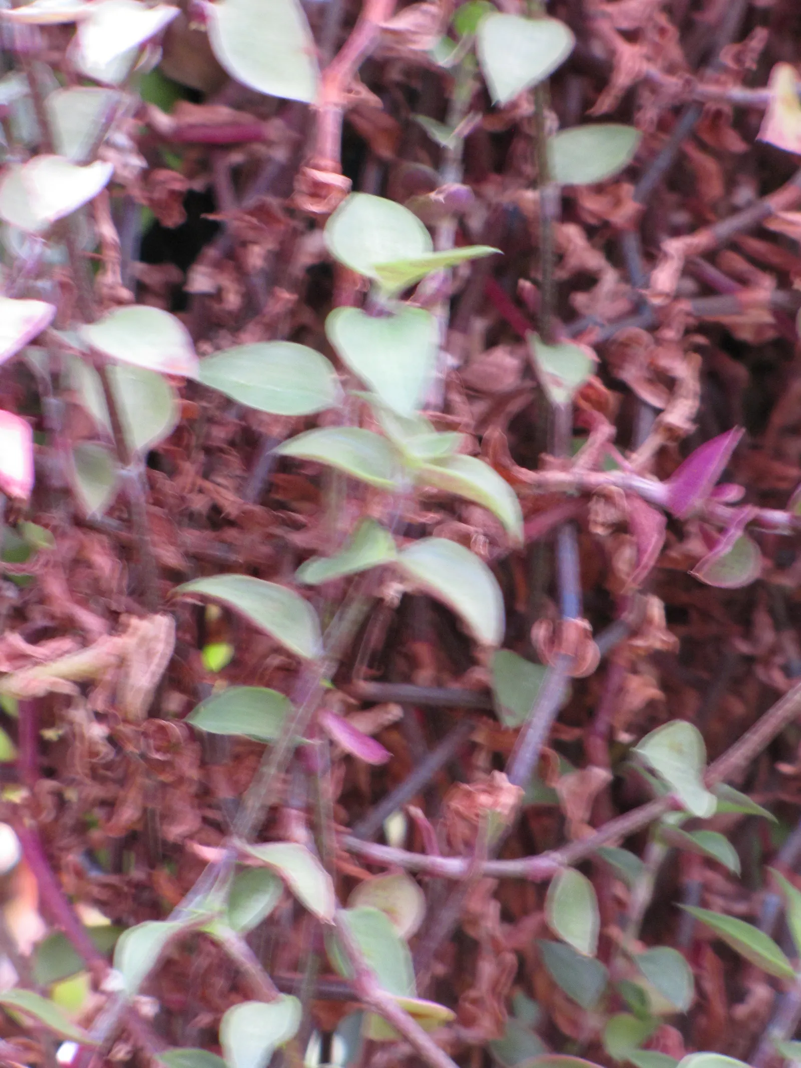 Inch Plant (Tradescantia Zebrina) — it's essential to consider its placement to prevent unwanted overtaking of adjacent plants