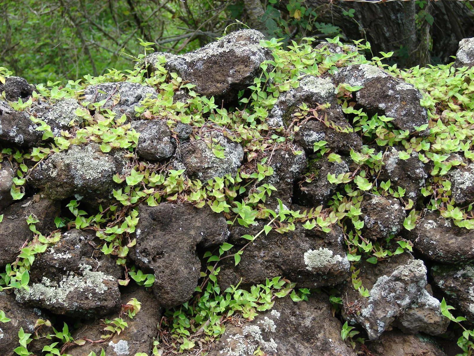 Inch Plant (Tradescantia Zebrina) — The soil should retain moisture but also drain well