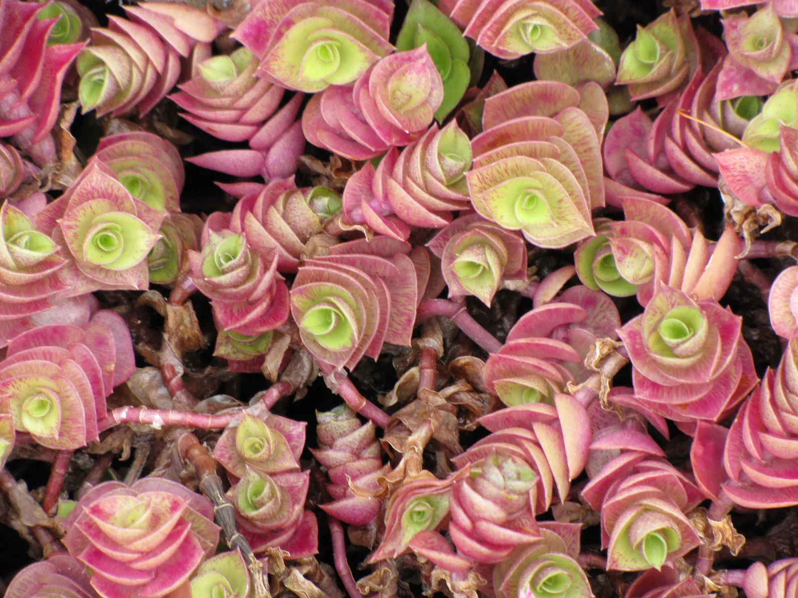 Inch Plant (Tradescantia Zebrina) — and the underside radiates a rich purple tone
