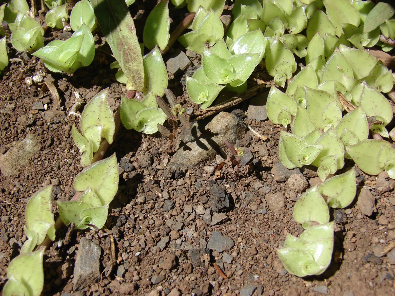Inch Plant (Tradescantia Zebrina) — Due to its rapid spreading habit
