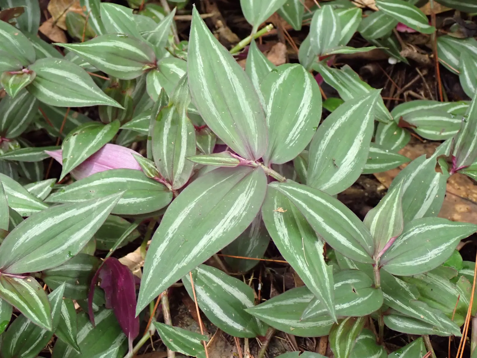 Inch Plant (Tradescantia Zebrina) — though regular trimming may be necessary to maintain its shape and encourage fuller growth; the soil should, image 54