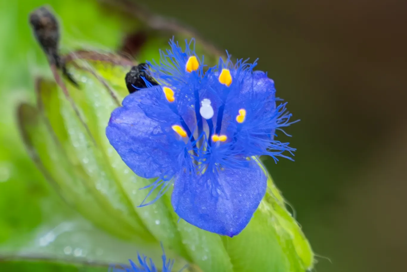 Inch Plant (Tradescantia Zebrina) — Due to its rapid spreading habit; this quick-growing perennial reaches 6 inches high and spreads up to 24, image 55