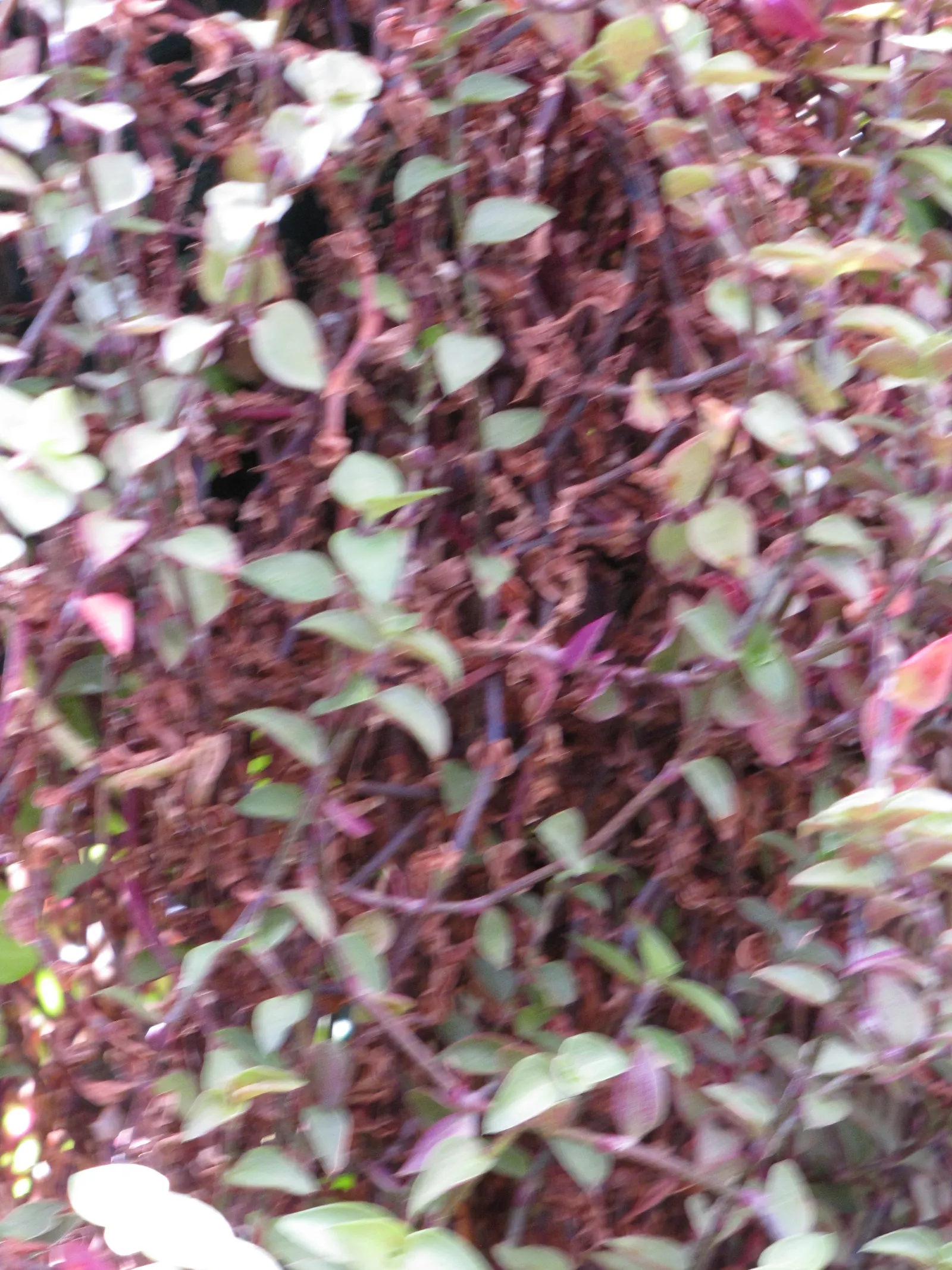 Inch Plant (Tradescantia Zebrina) — ground cover for full or half or shade