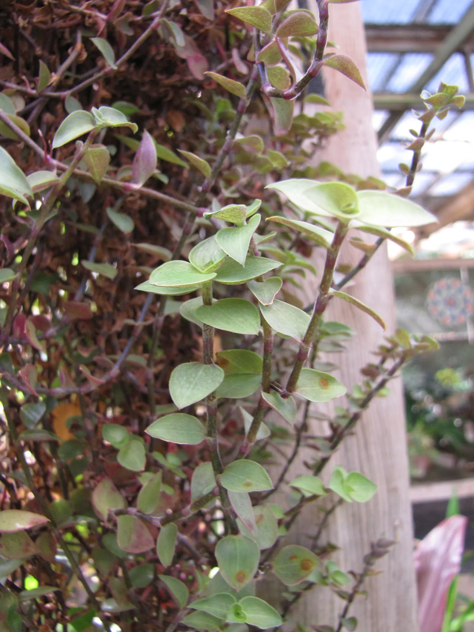 Inch Plant (Tradescantia Zebrina) — features striking lance-shaped leaves with silver stripes and rich purple undersides; ideal for hanging baskets and ground