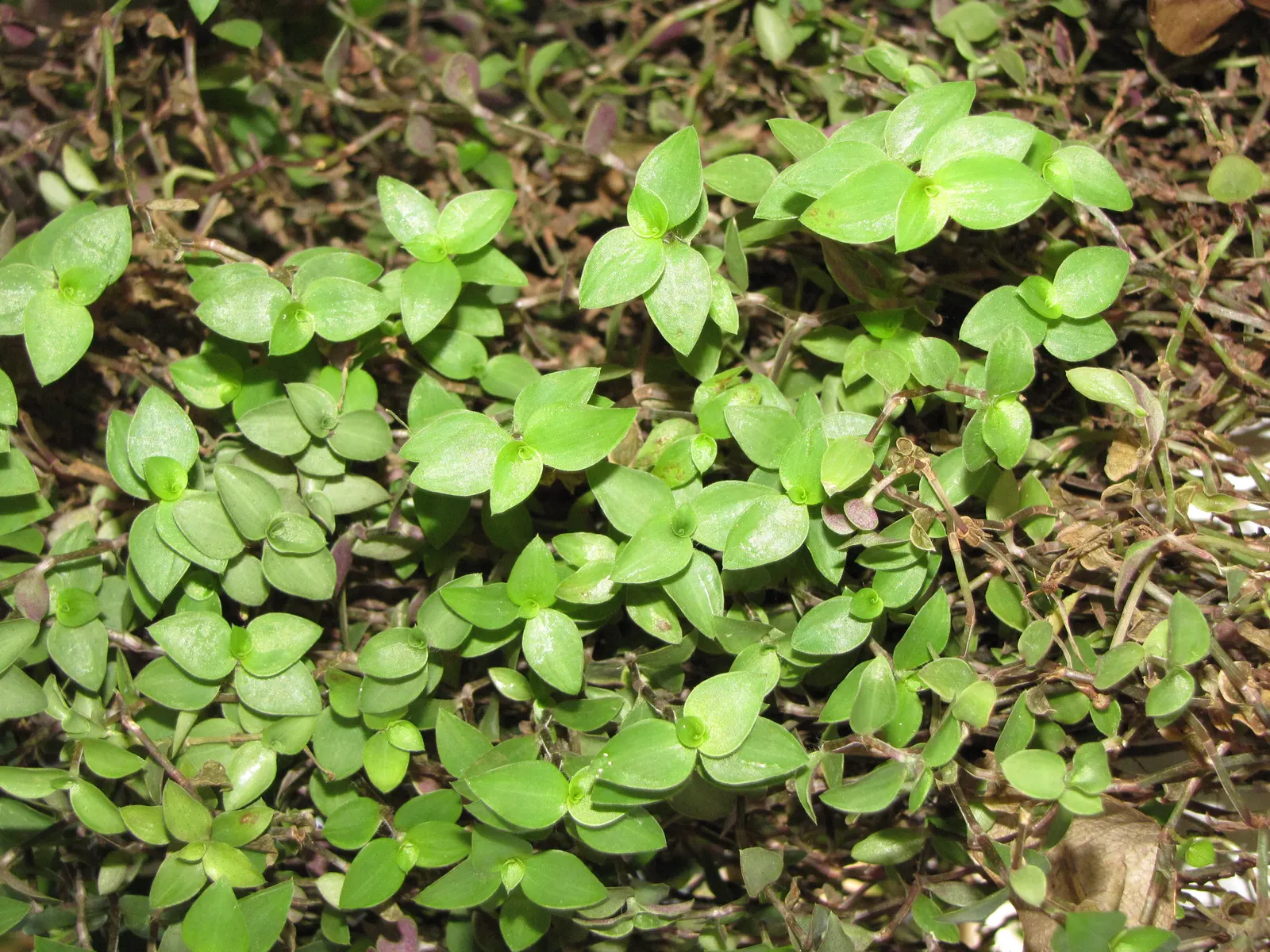 Inch Plant (Tradescantia Zebrina) — The plant's elongated leaves measure approximately 2 to 3 inches in length and 0.75 to 1 inch in width