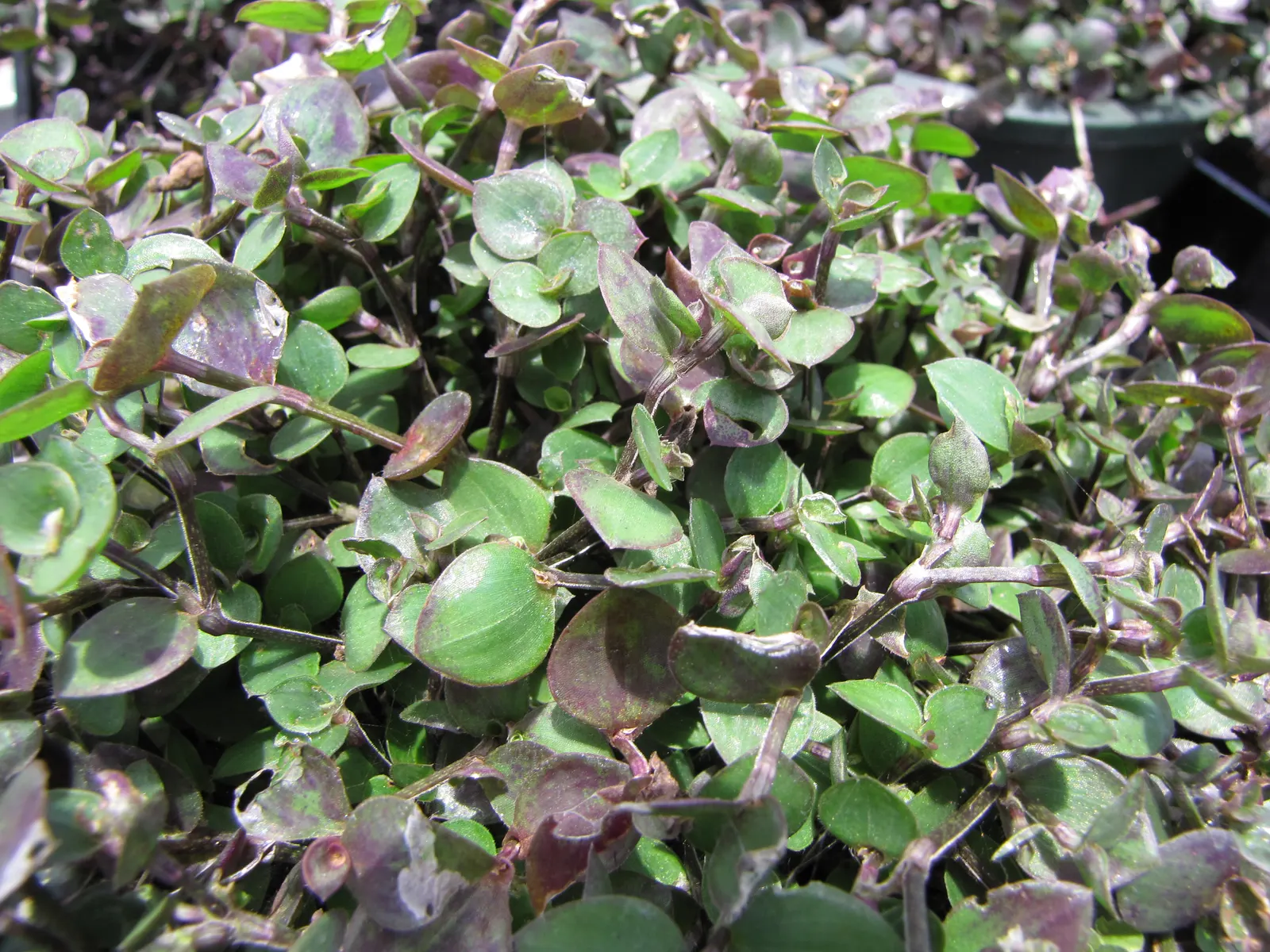 Inch Plant (Tradescantia Zebrina) — the leaves display a shimmering silver midsection lined with deep purple to green edges