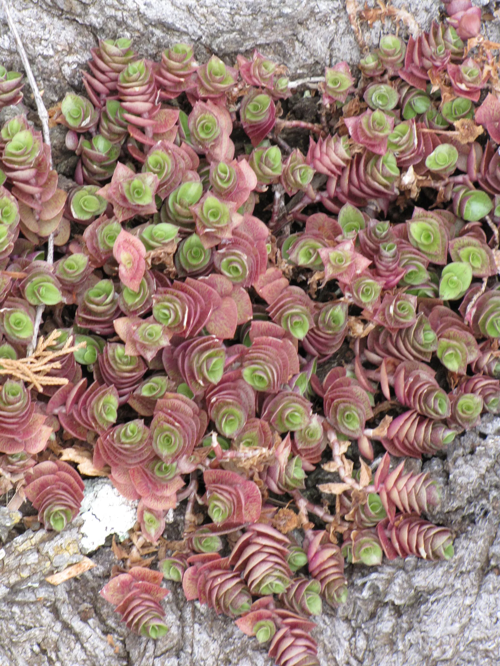 Inch Plant (Tradescantia Zebrina) — Minimum maintenance is required for this species