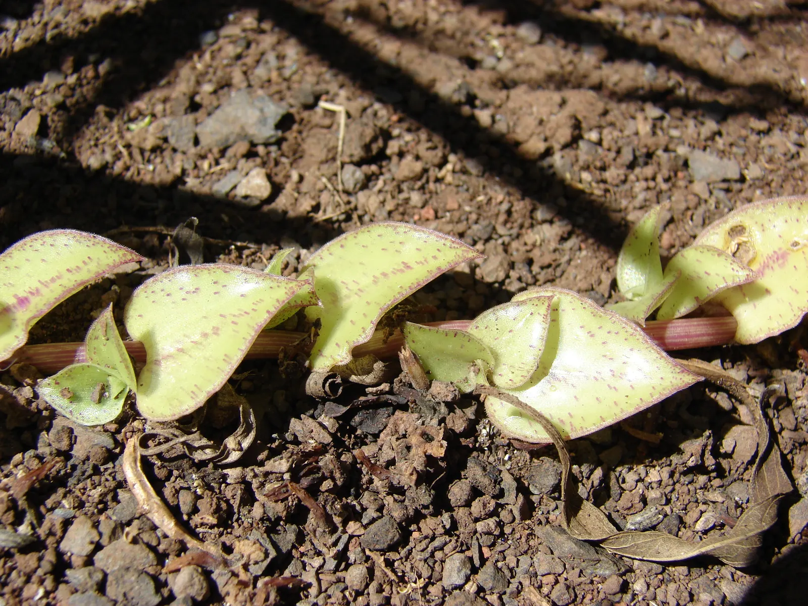 Inch Plant (Tradescantia Zebrina) — Its vibrant foliage provides a stunning contrast in mixed borders or as a splashy underplanting; features striking