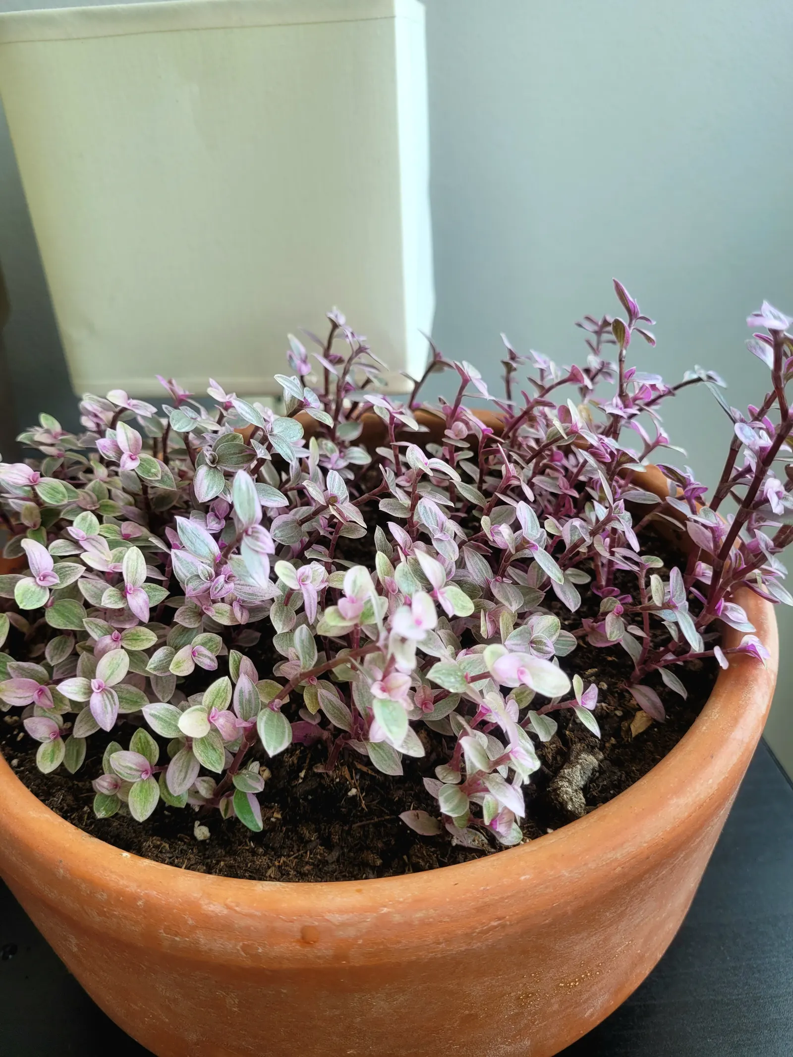 Inch Plant (Tradescantia Zebrina) — it requires well-drained soil and consistent moisture