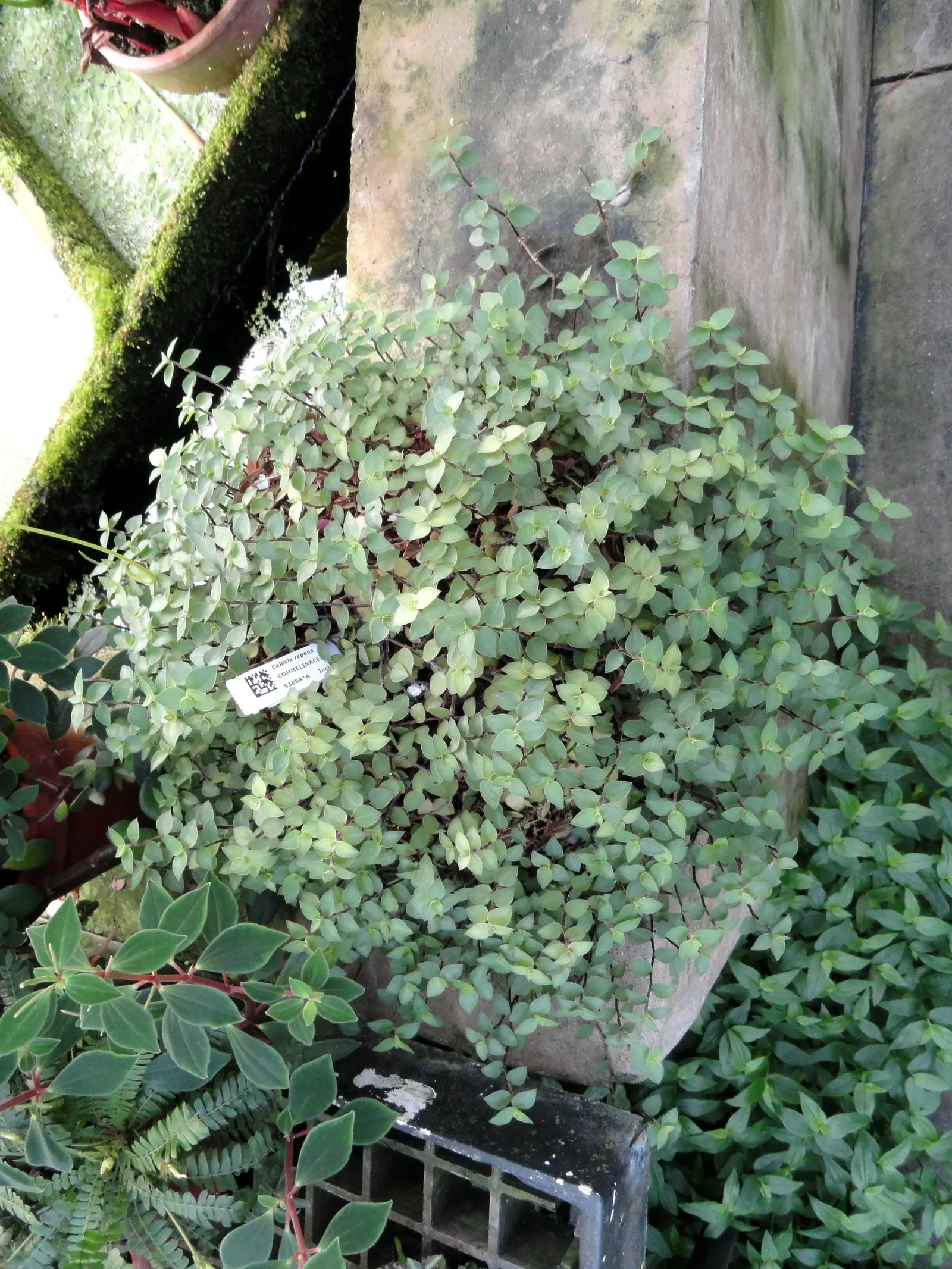 Inch Plant (Tradescantia Zebrina) — Ideal for hanging baskets and ground cover in USDA zones 8-12