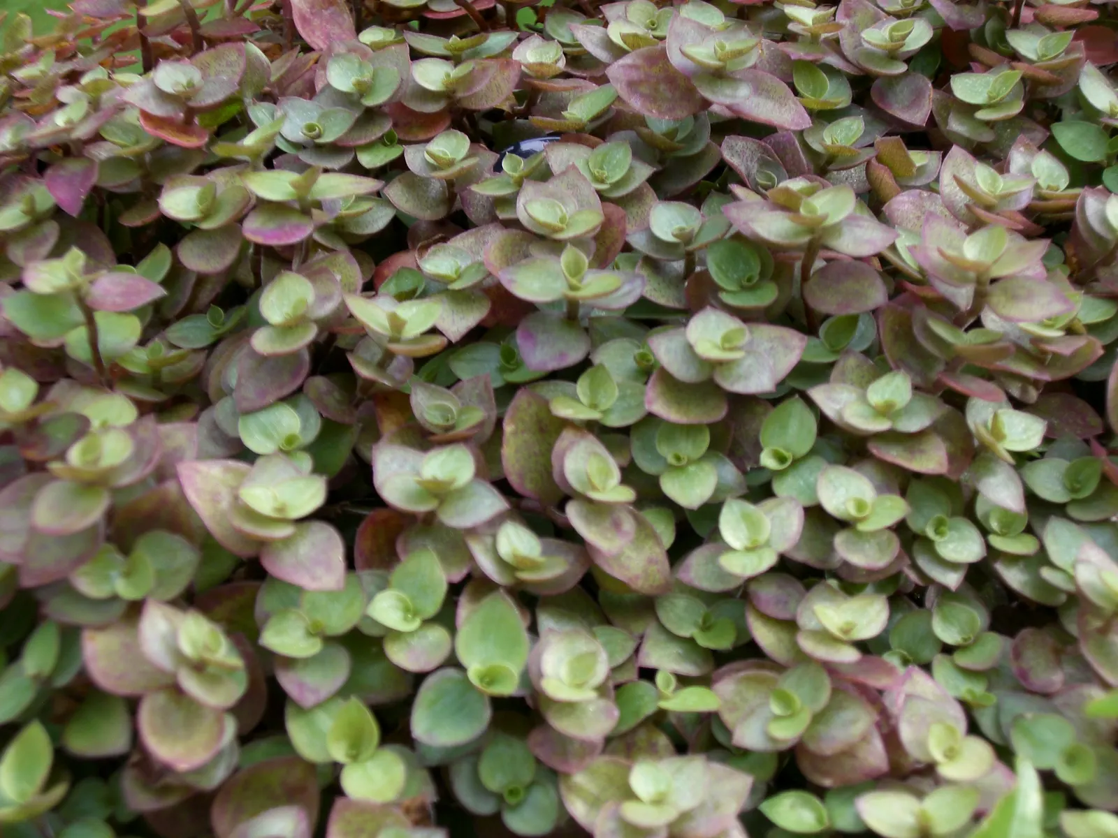 Inch Plant (Tradescantia Zebrina) — This quick-growing perennial reaches 6 inches high and spreads up to 24 inches wide