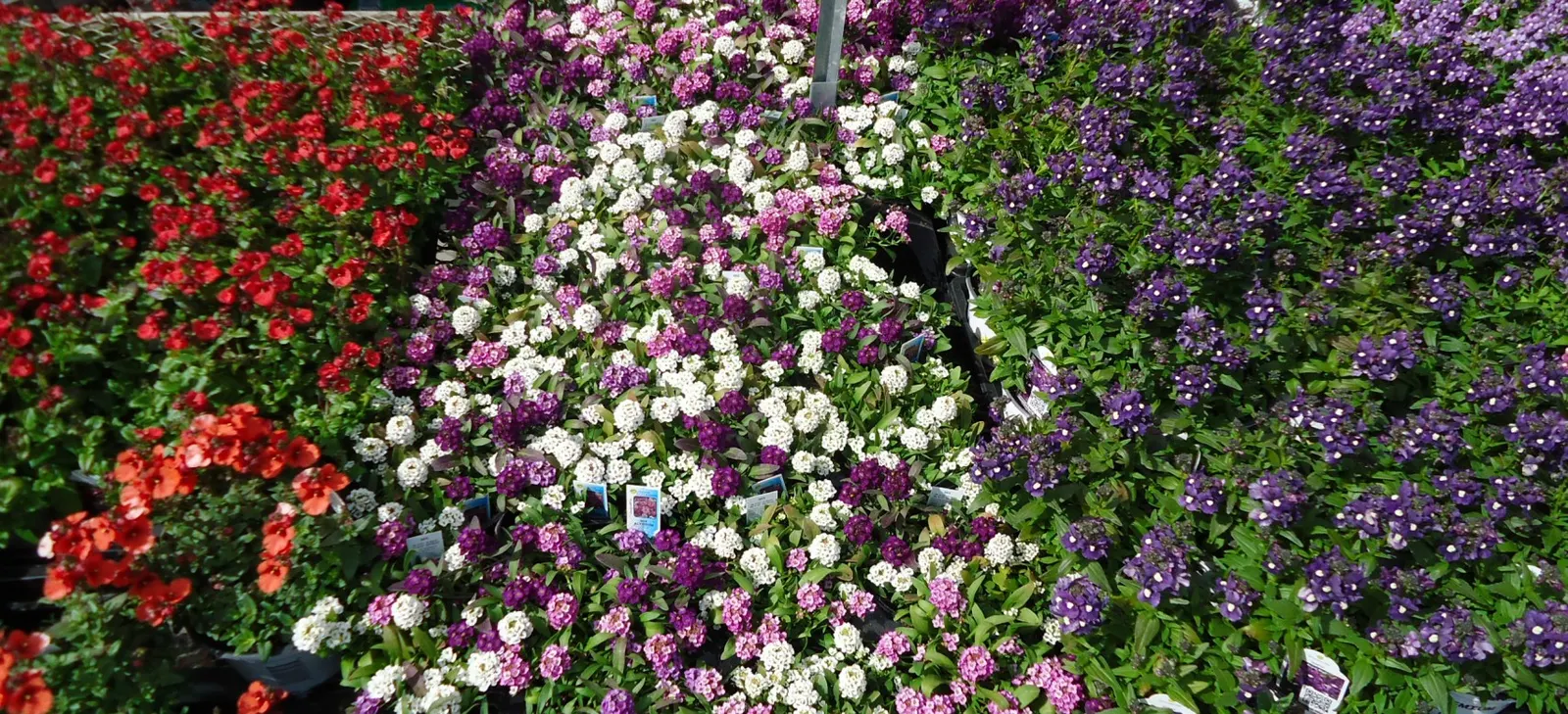 Inch Plant (Tradescantia Zebrina) — features striking lance-shaped leaves with silver stripes and rich purple undersides