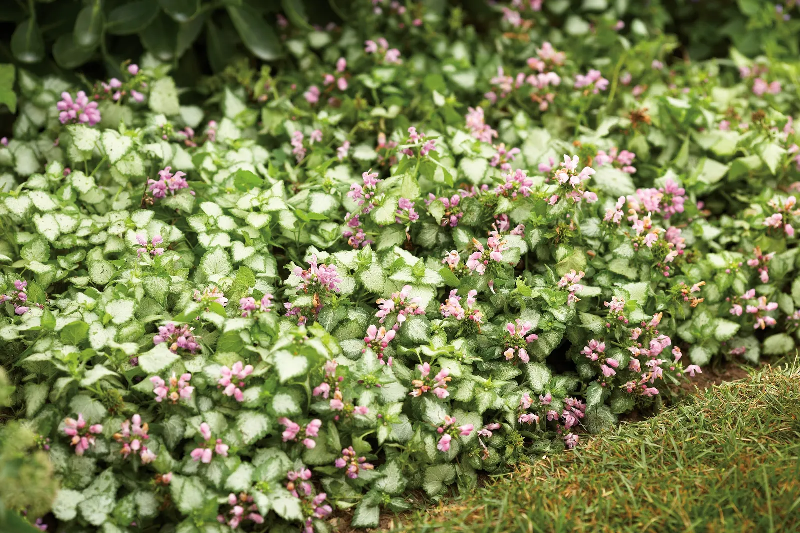 Pink Chablis® Dead Nettle (Lamium maculatum) — A frothy confection of silver and green foliage with cotton candy pink flowers, heat tolerant