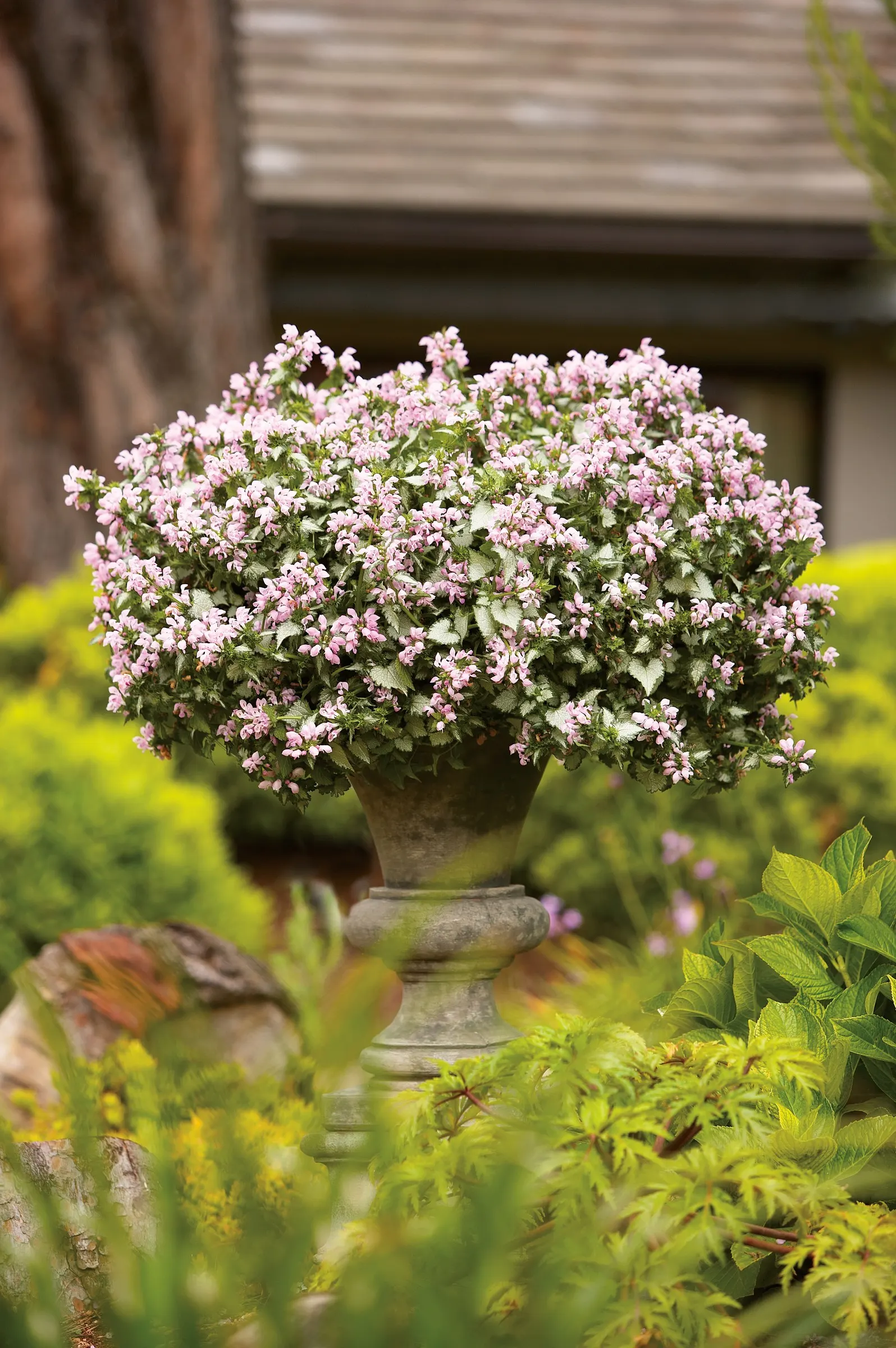 Pink Chablis® Dead Nettle (Lamium maculatum) — We generally use Pink Chablis as a component plant in container gardens, image 8