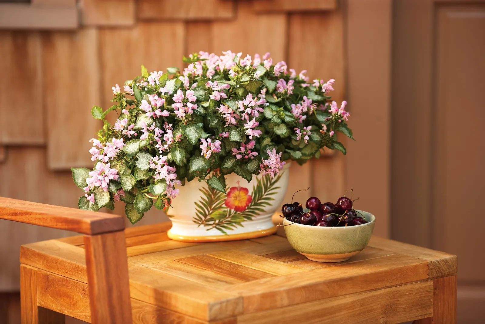 Pink Chablis® Dead Nettle (Lamium maculatum) — but they can also be grown as a perennial in zones 4-8.; pink flowers in the garden