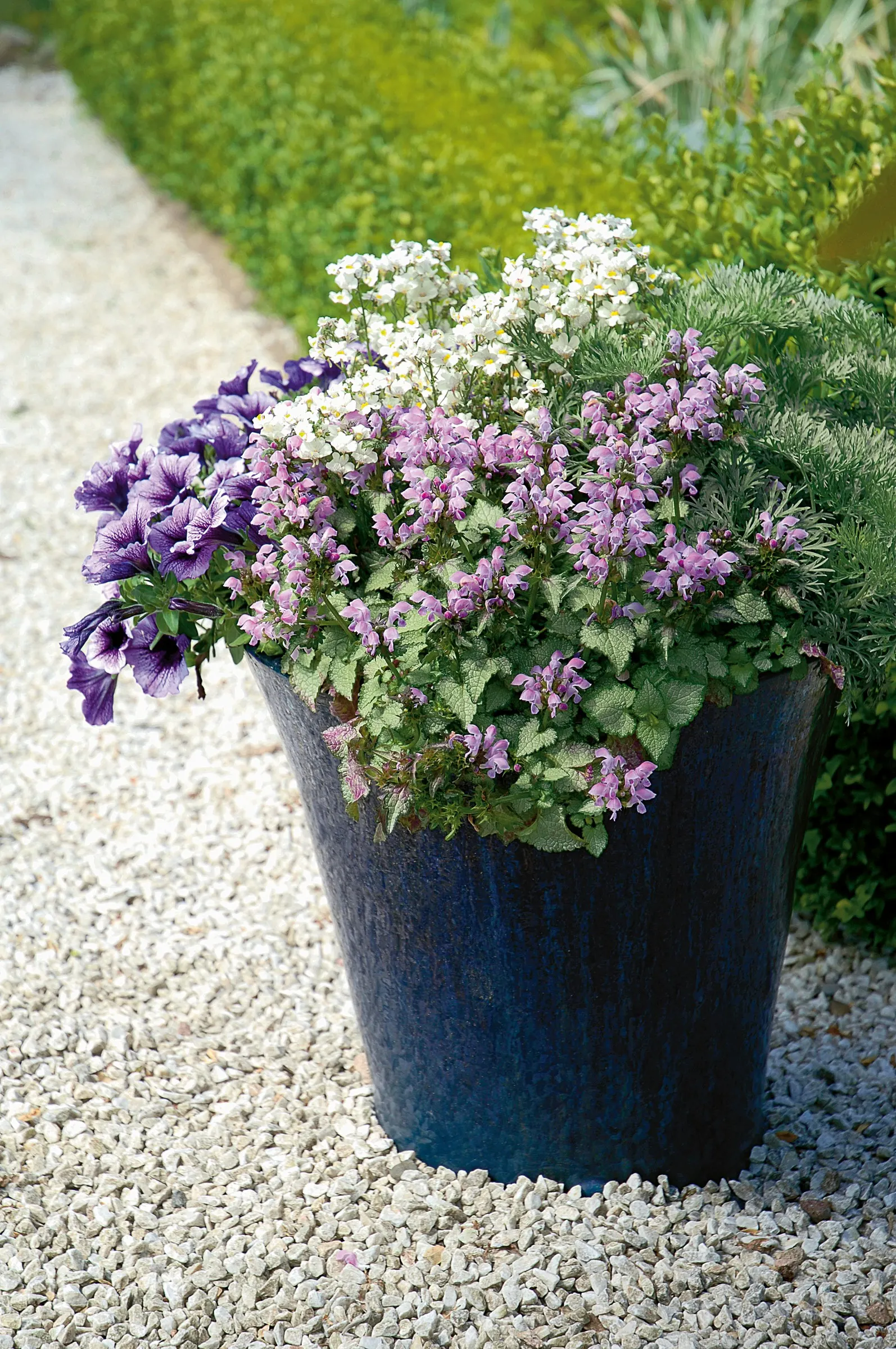 Pink Chablis® Dead Nettle (Lamium maculatum) — pink flowers in the garden; a frothy confection of silver and green foliage with cotton candy pink flowers, heat