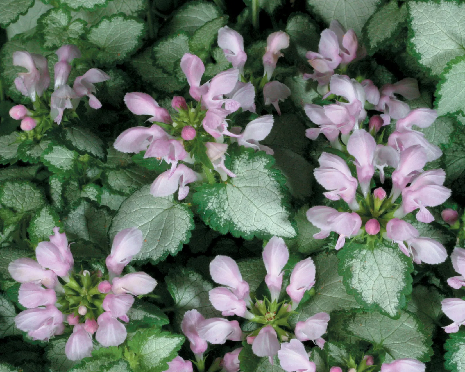 Pink Chablis® Dead Nettle (Lamium maculatum) — We generally use Pink Chablis as a component plant in container gardens, image 18