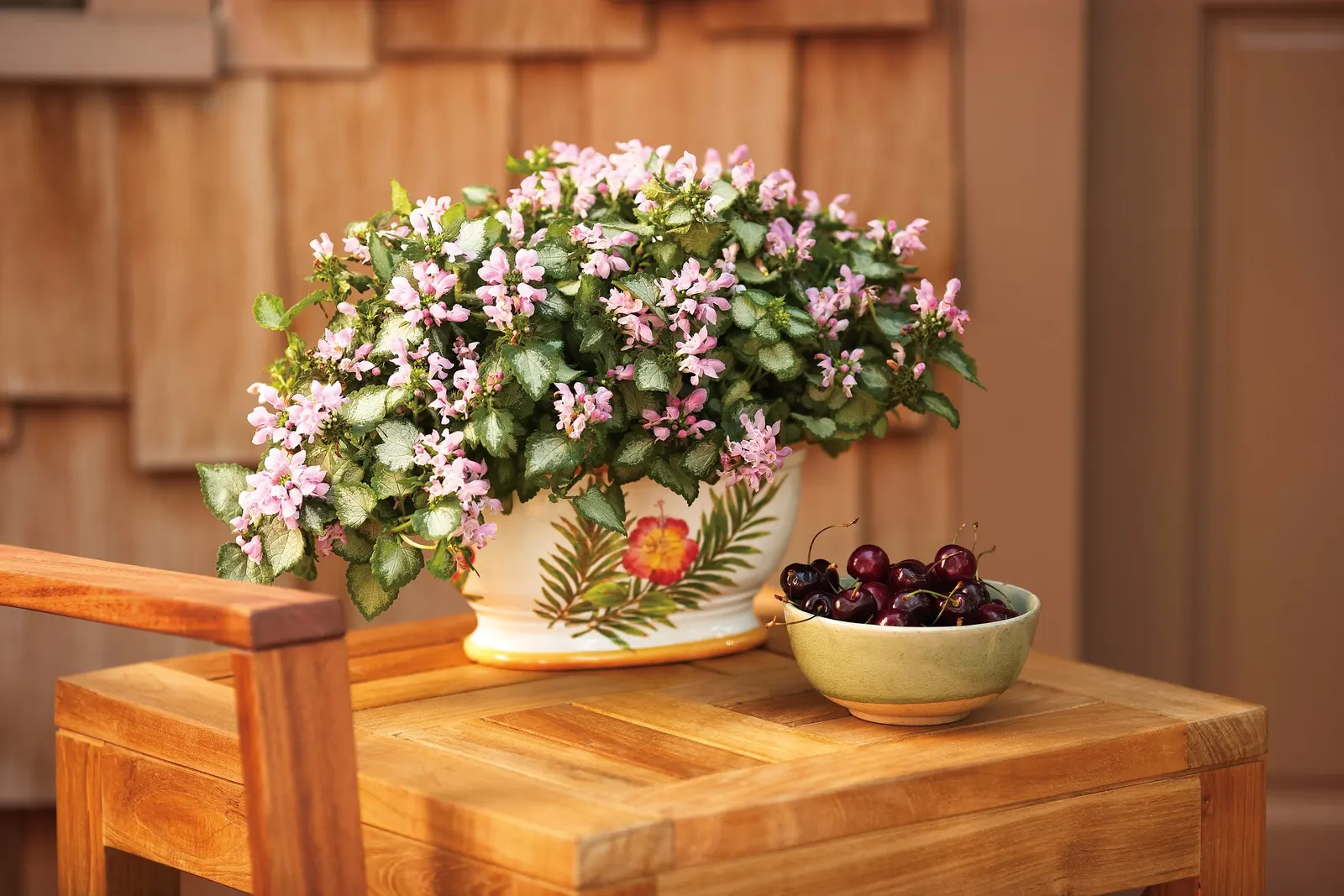 Pink Chablis® Dead Nettle (Lamium maculatum) — A frothy confection of silver and green foliage with cotton candy pink flowers, heat tolerant, image 12
