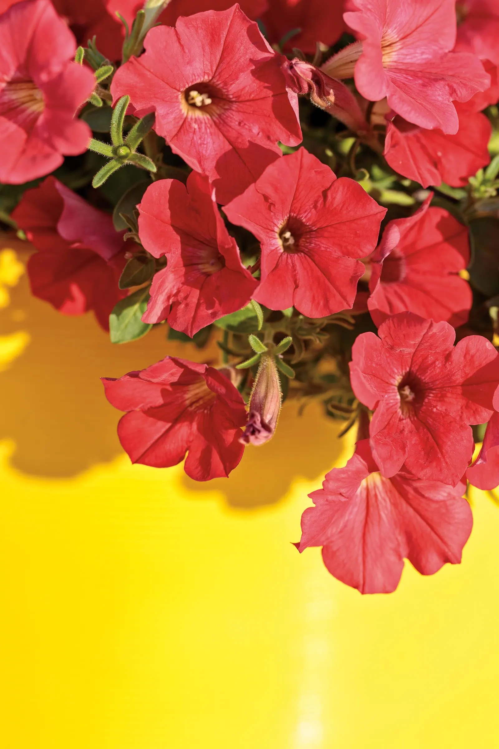 Daybreak Charm Petunia — The plant has a mounding-trailing habit