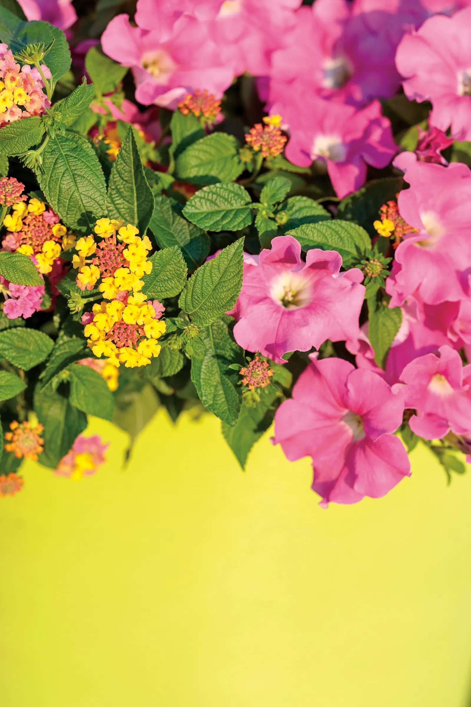 Daybreak Charm Petunia — with flowers appearing from planting until hard frost