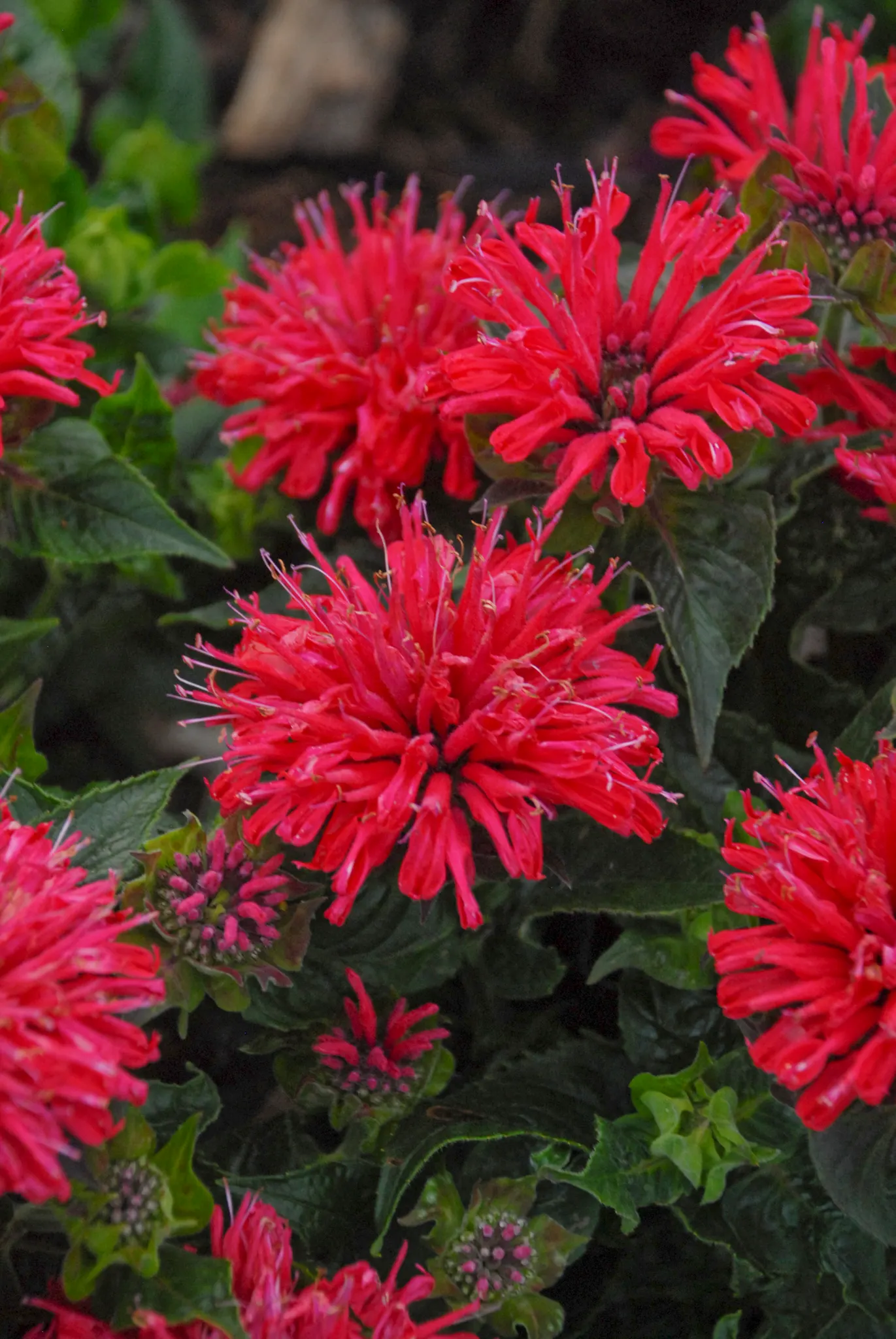 'Pardon My Cerise' Bee Balm (Monarda didyma) — information and resources; proven Winners - 'Pardon My Cerise' - Bee Balm - Monarda didyma pink red, image 22