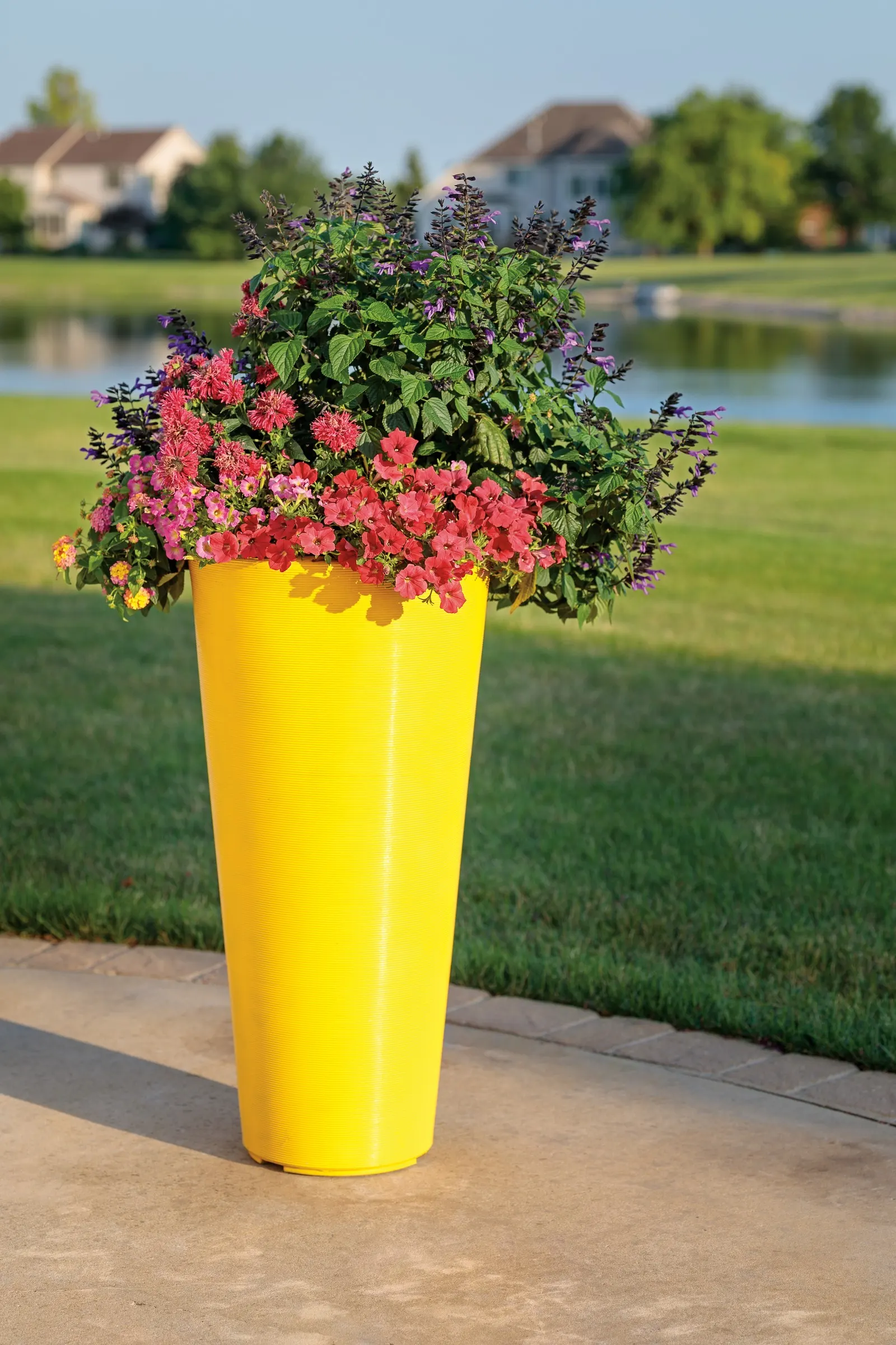 Daybreak Charm Petunia — making it especially polished in mixed containers and foreground plantings.<br><br>Compact yet vigorous