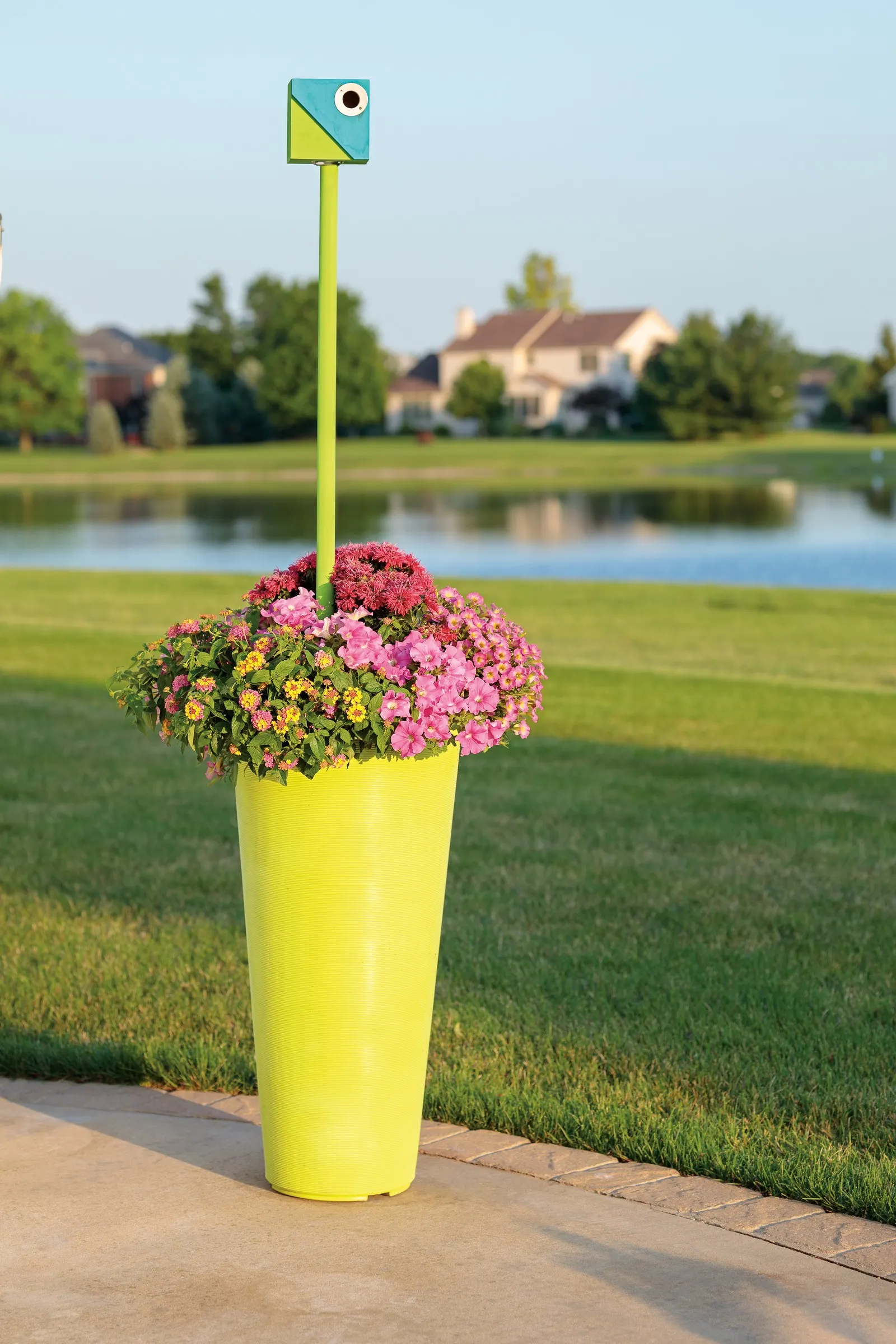 Daybreak Charm Petunia — prized for its uniquely cheerful bicolor flowers