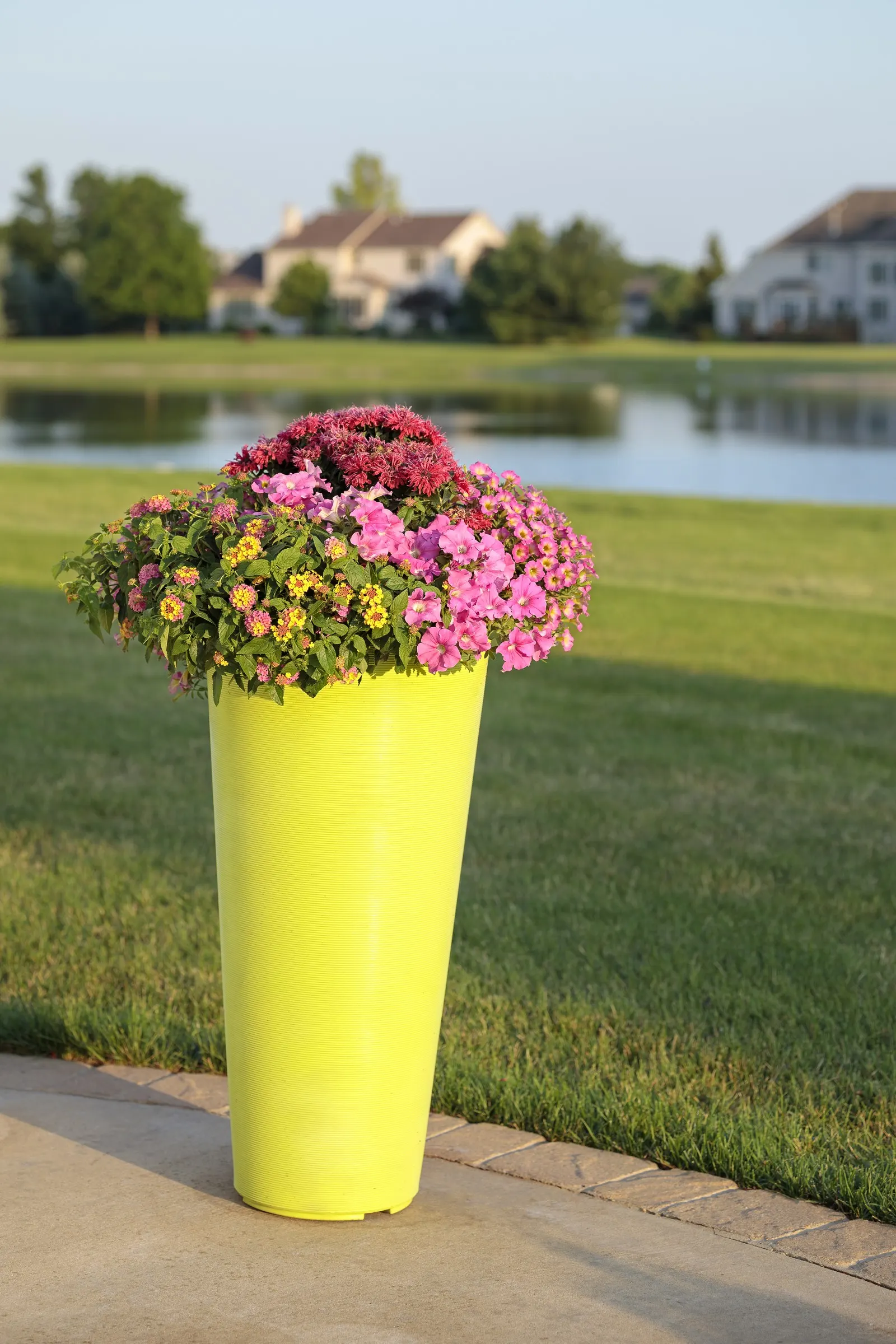 Really Red II Petunia — where abundant light supports the richest bloom production and densest habit