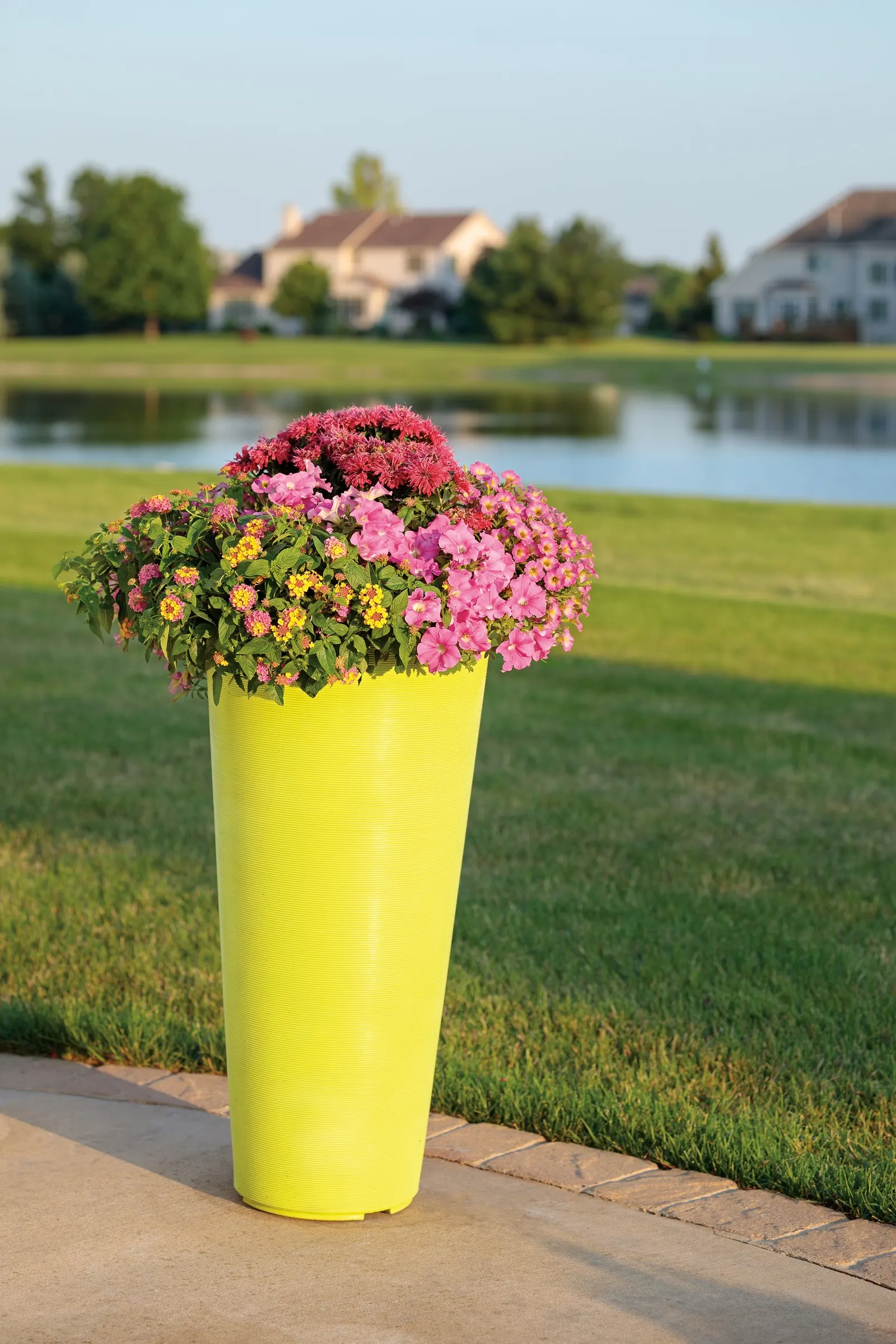 Daybreak Charm Petunia — sunrise-like effect across a dense canopy of green foliage